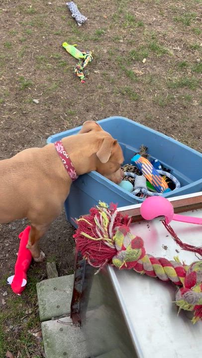 Enlarge Nova , a ADOPTABLE mixed breed in Taunton, MA video 3/4