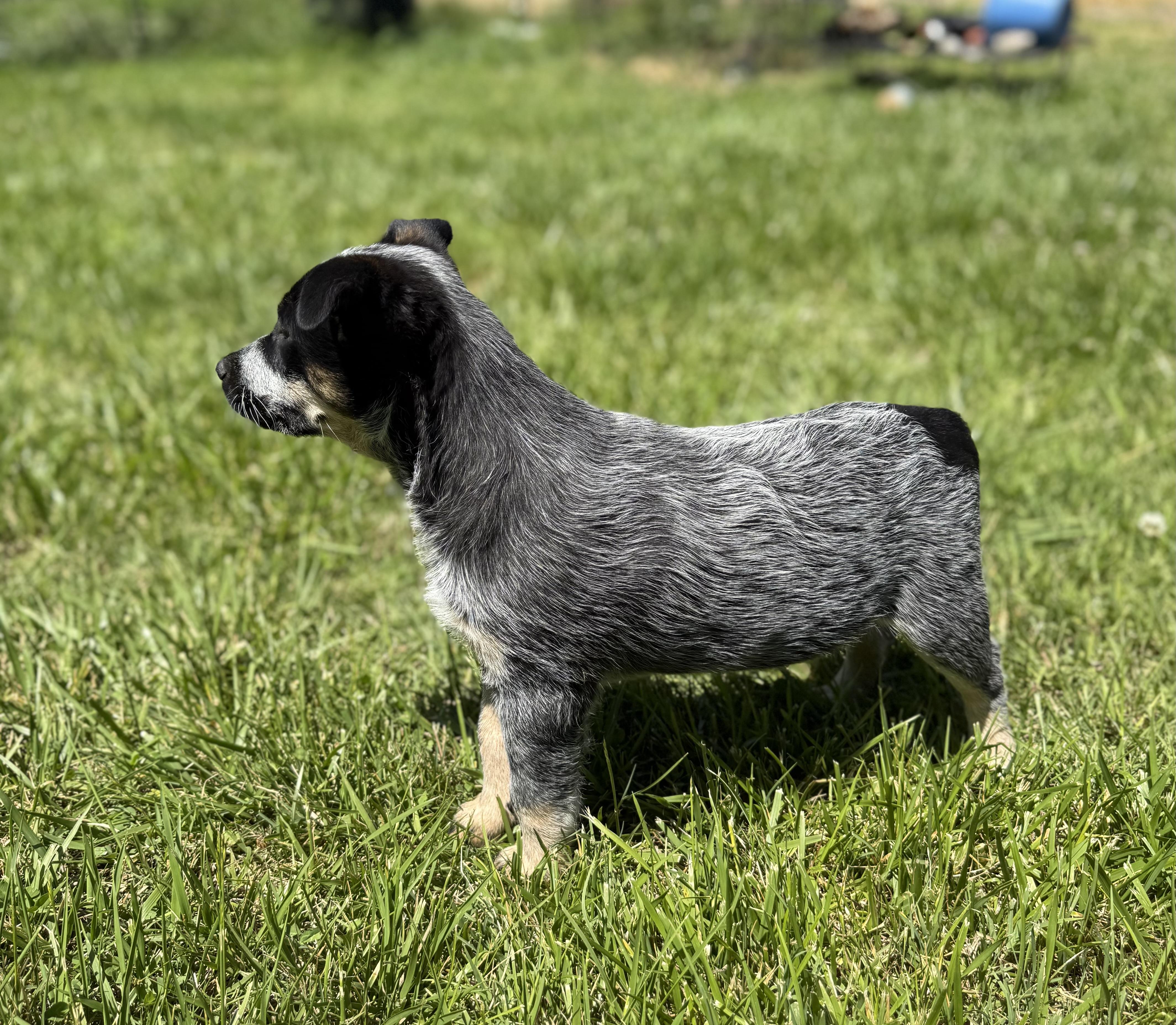 Enlarge Indigo, an adopted Australian Cattle Dog / Blue Heeler in Eagleville, TN image 2/3