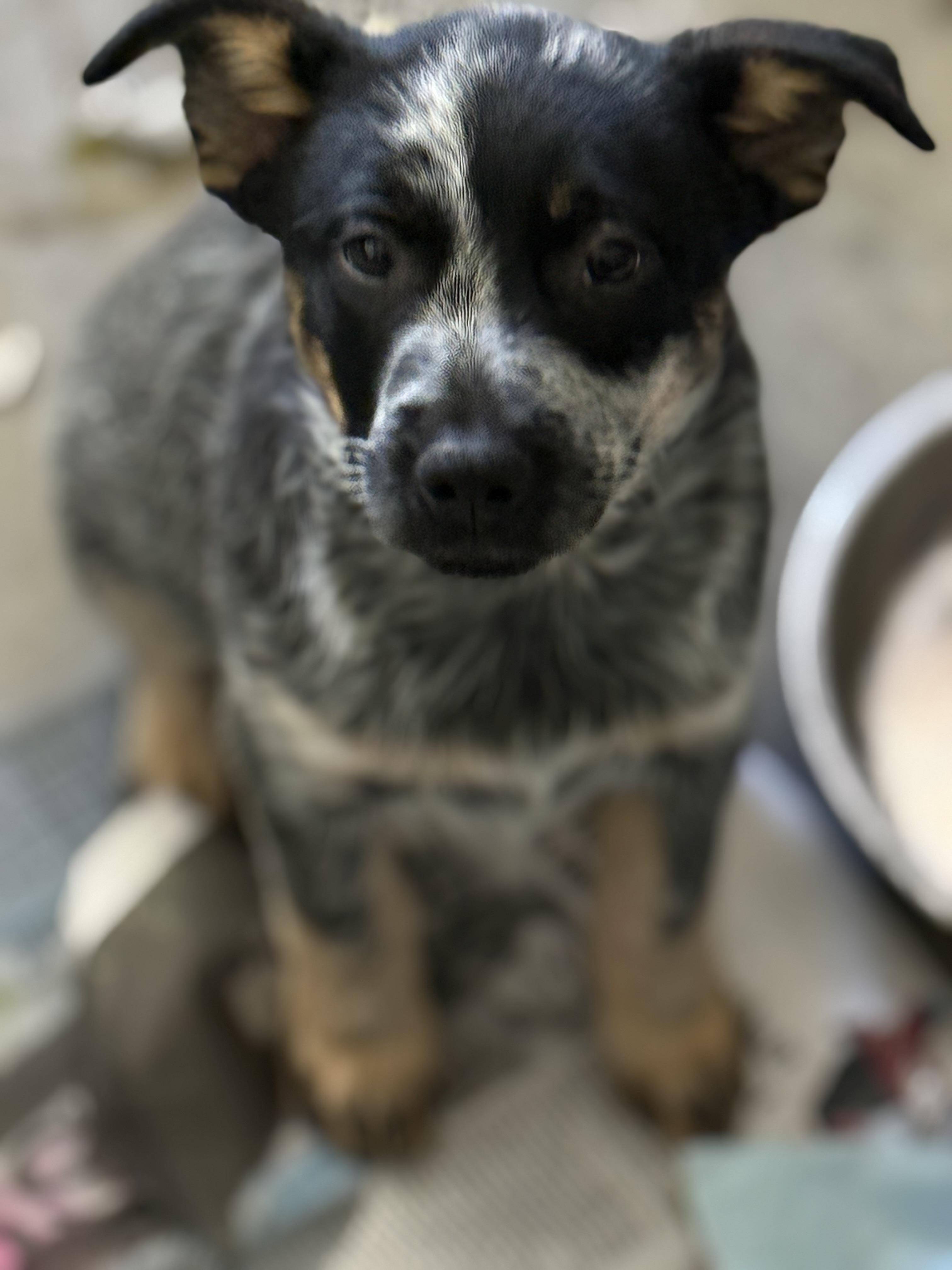 Indigo, adopted, Puppy Female Australian Cattle Dog / Blue Heeler.