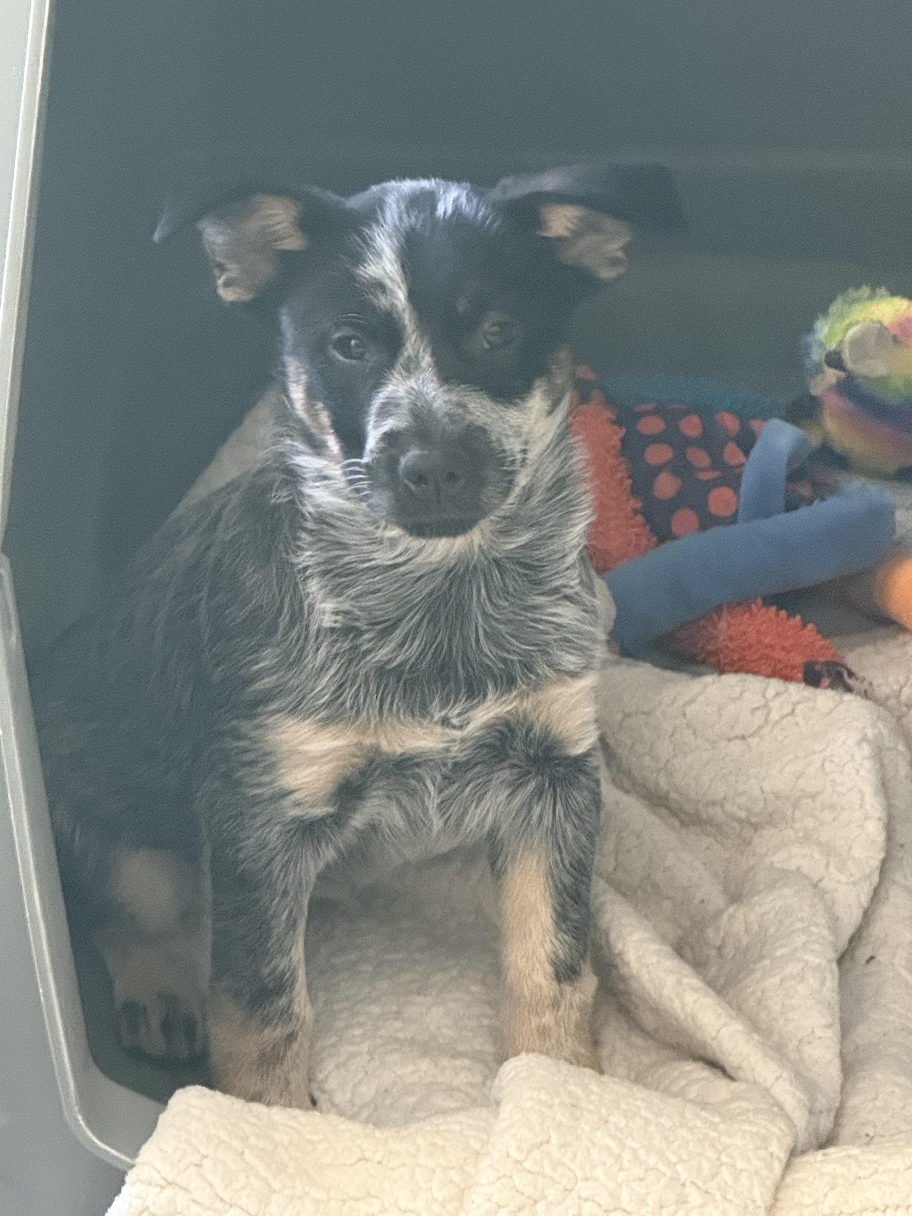 Enlarge Indigo, an adopted Australian Cattle Dog / Blue Heeler in Eagleville, TN image 3/3