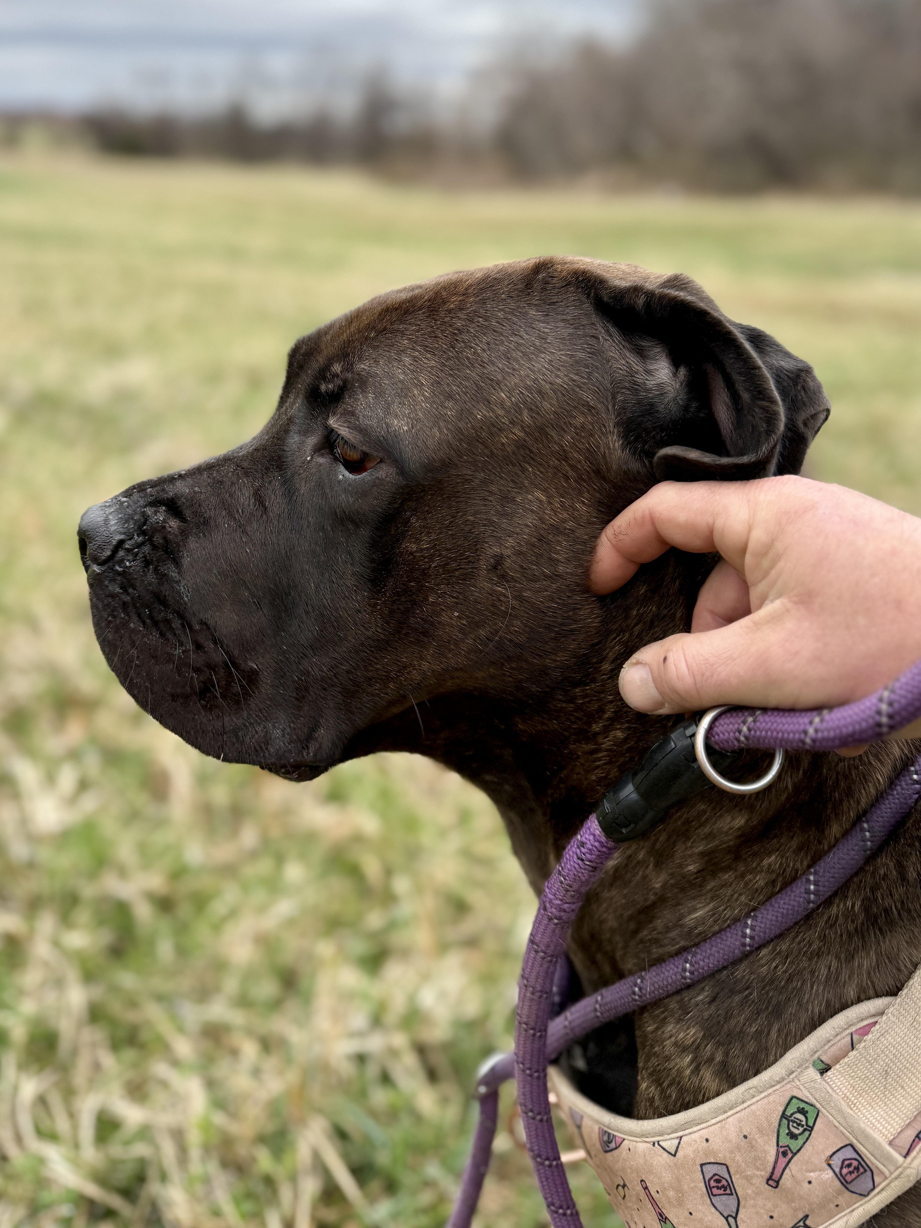 Enlarge Freya, a ADOPTABLE Mastiff in Culpeper, VA image 2/6