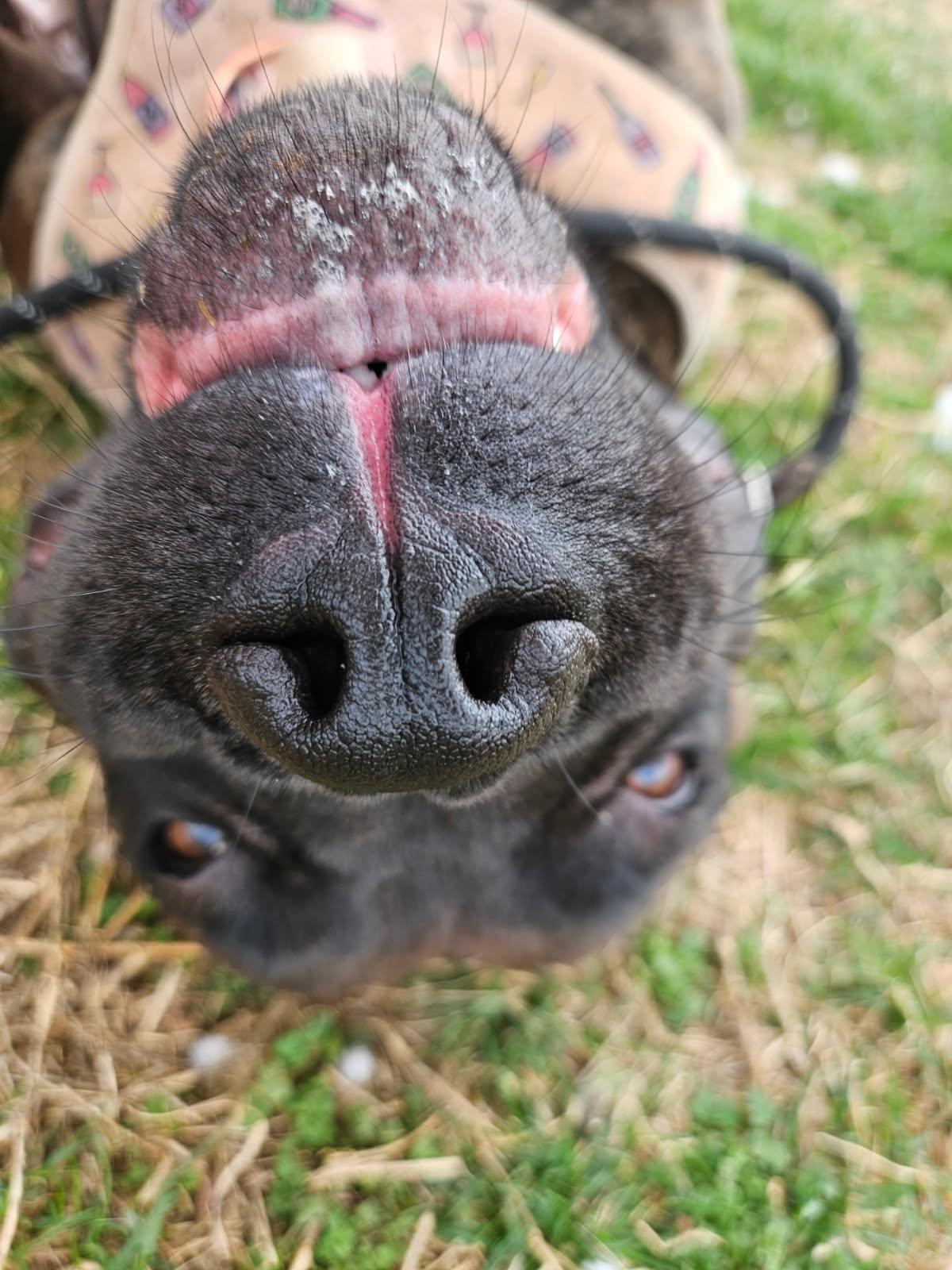 Enlarge Freya, a ADOPTABLE Mastiff in Culpeper, VA image 4/6
