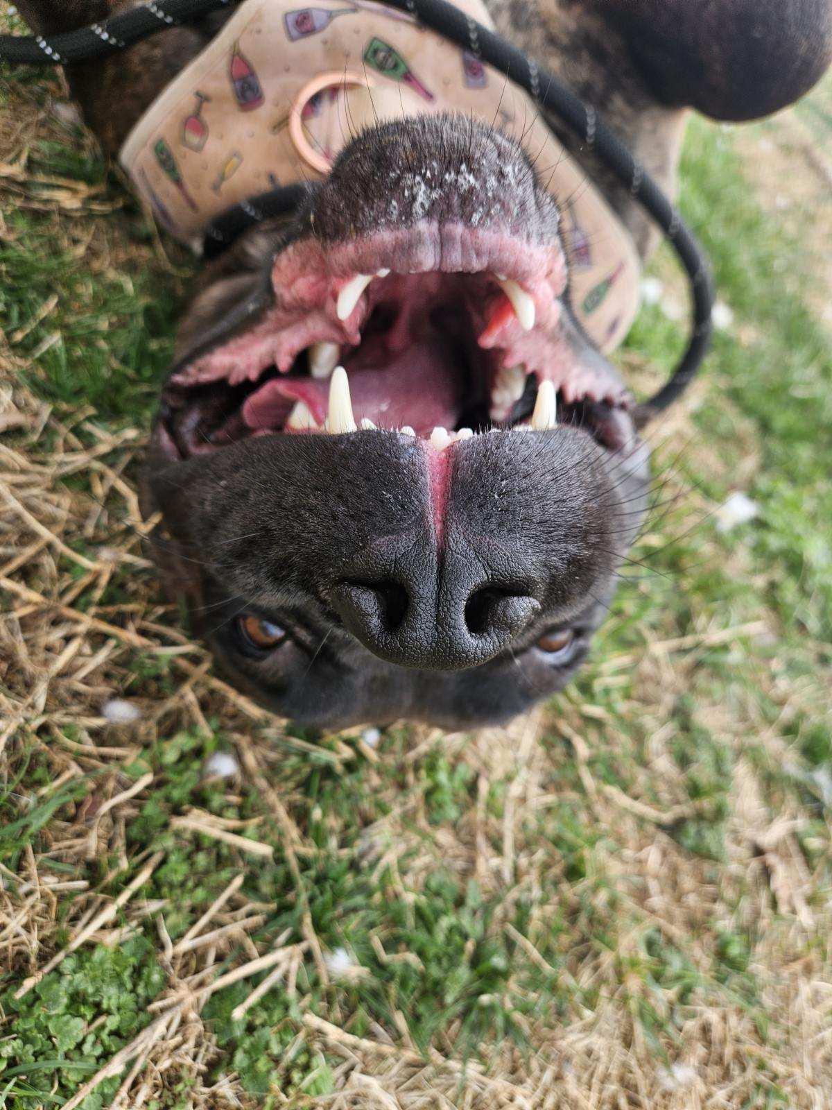 Enlarge Freya, a ADOPTABLE Mastiff in Culpeper, VA image 5/6