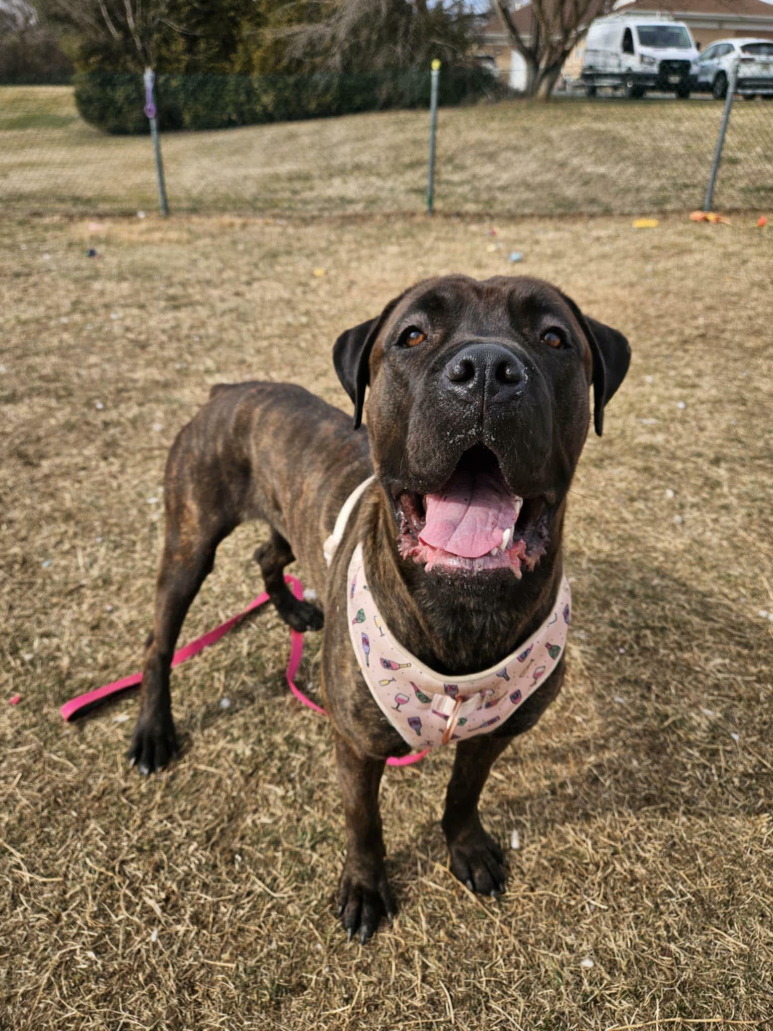 Enlarge Freya, a ADOPTABLE Mastiff in Culpeper, VA image 3/6