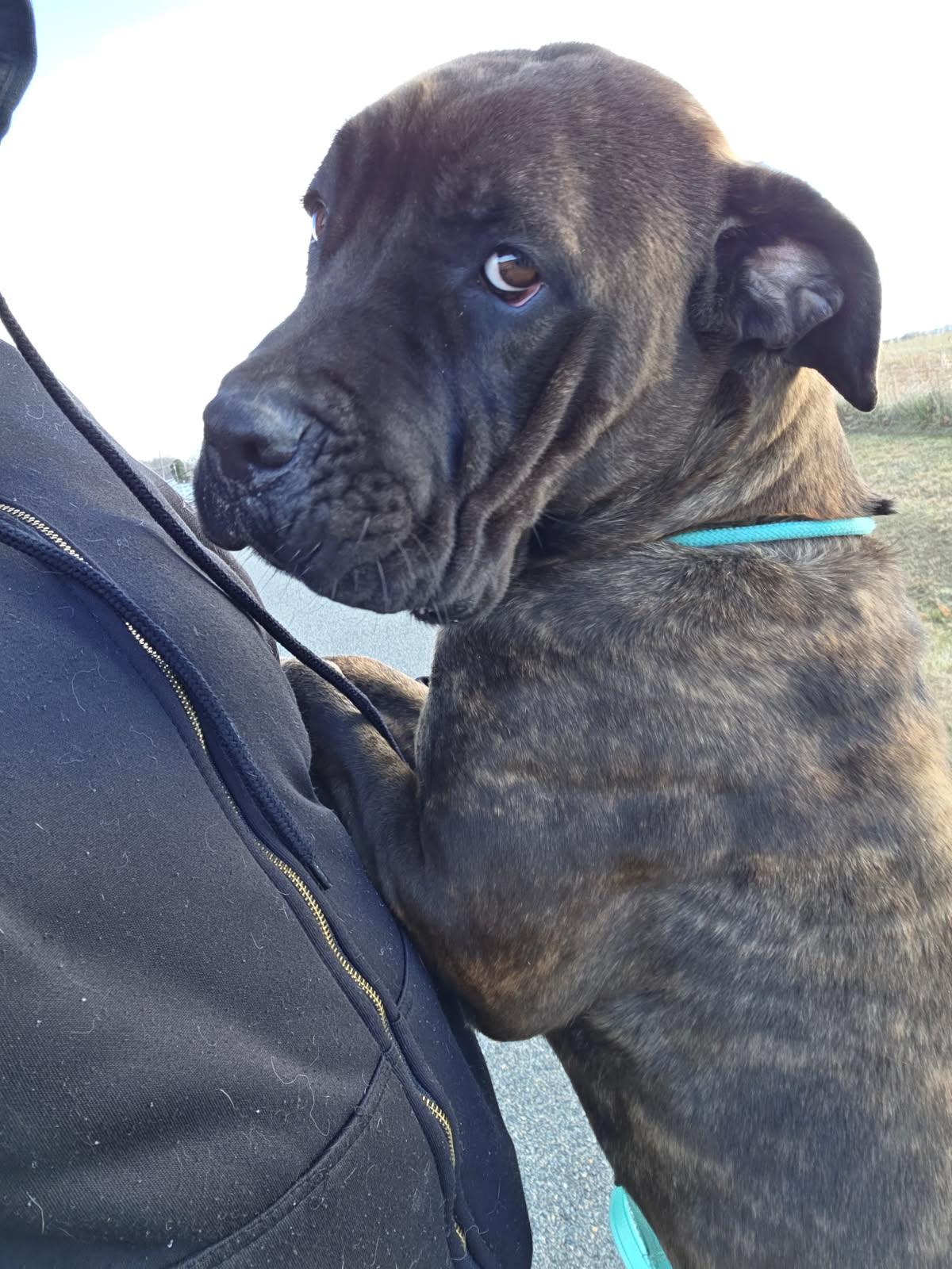 Enlarge Freya, a ADOPTABLE Mastiff in Culpeper, VA image 1/2