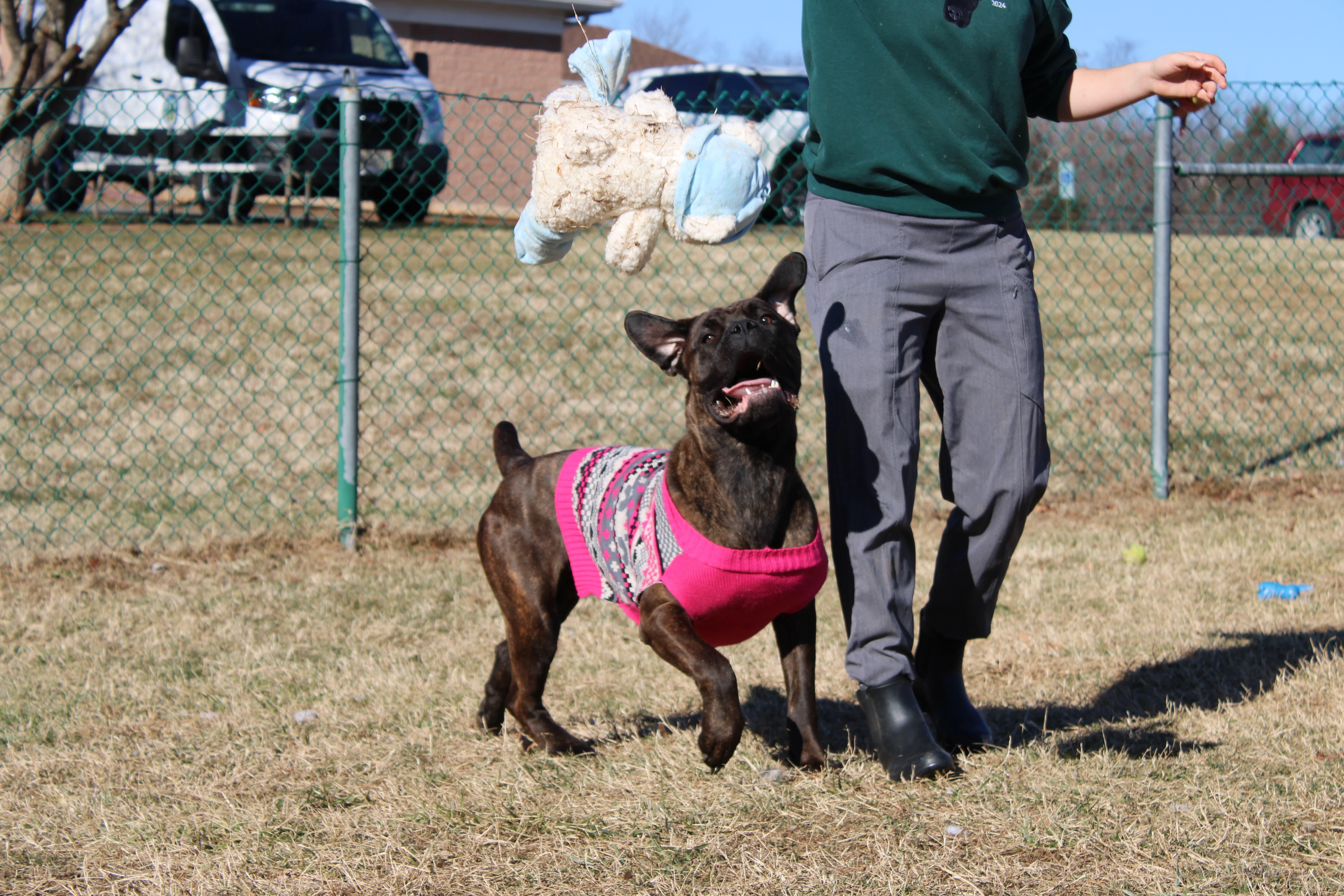 Enlarge Freya, a ADOPTABLE Mastiff in Culpeper, VA image 4/6