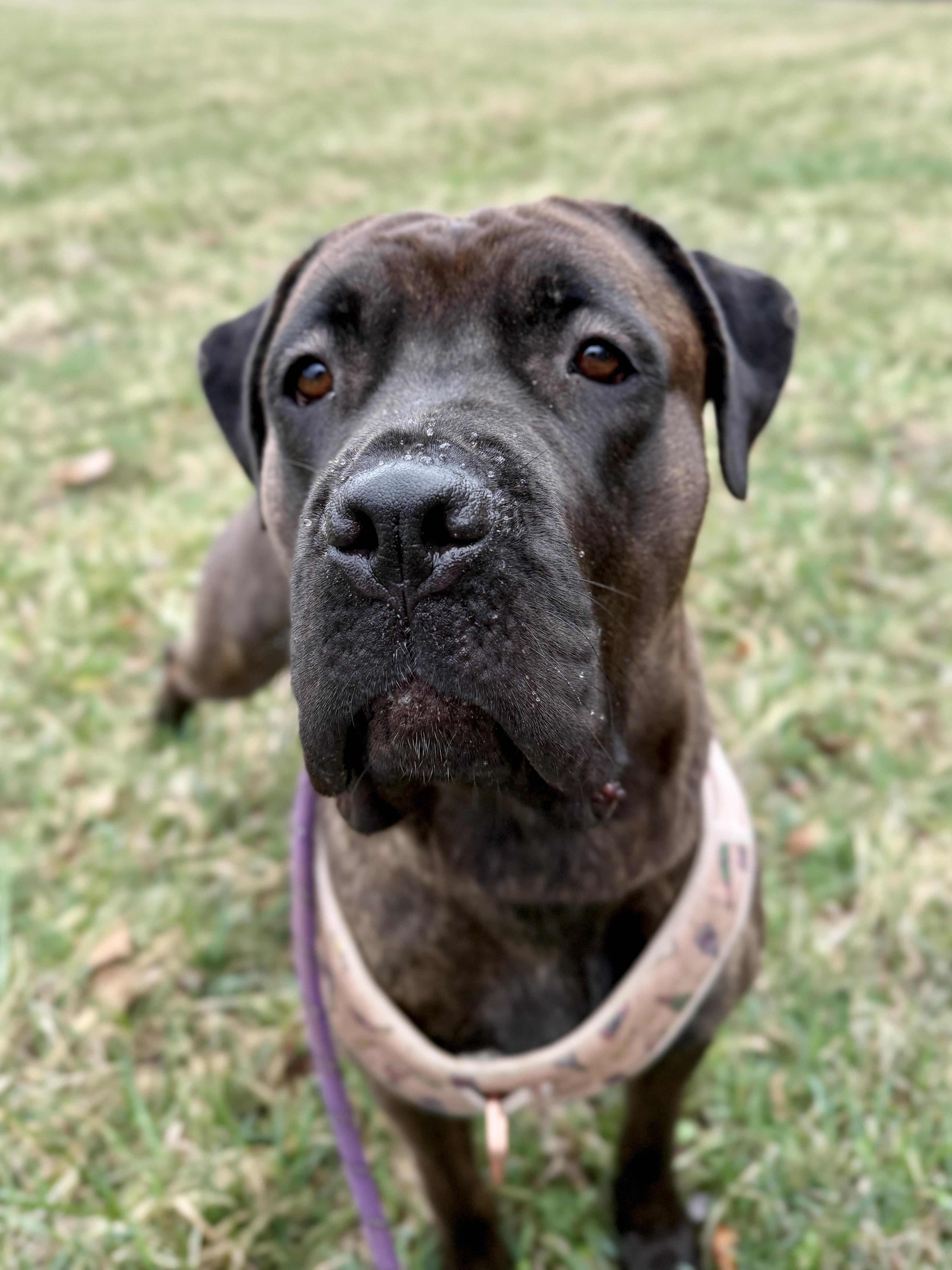 Enlarge Freya, a ADOPTABLE Mastiff in Culpeper, VA image 1/6