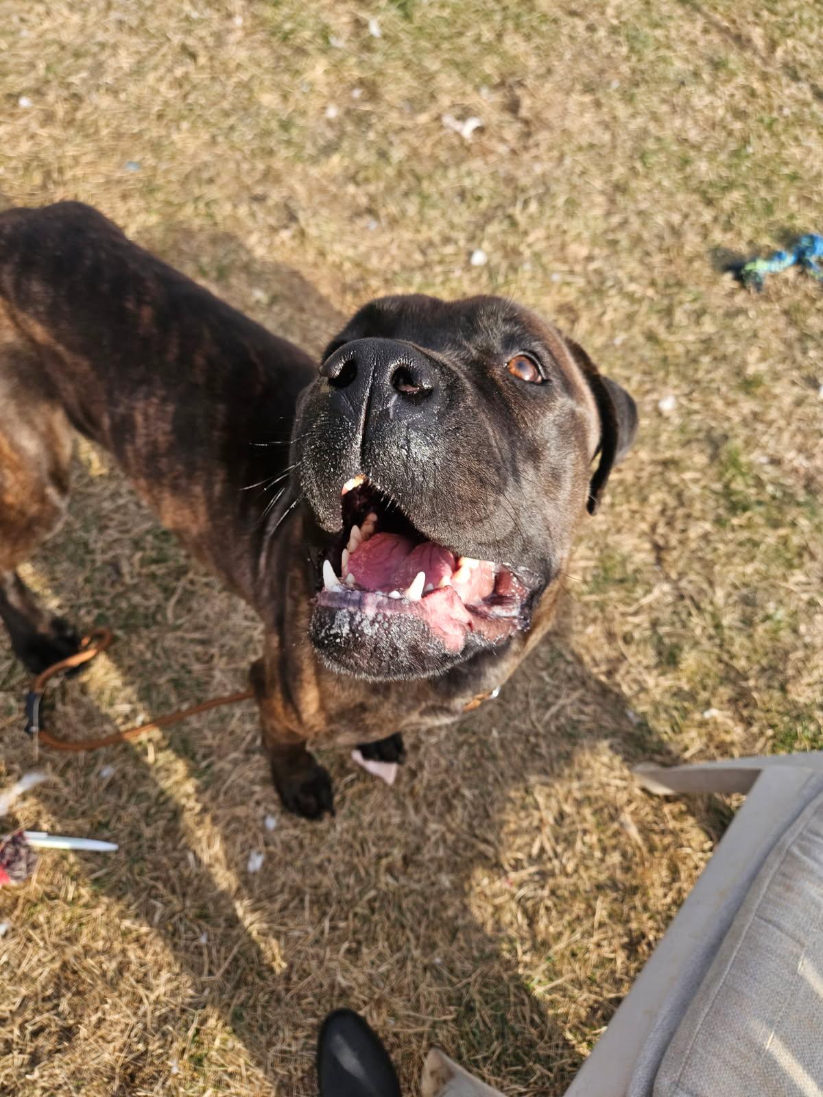 Enlarge Freya, a ADOPTABLE Mastiff in Culpeper, VA image 2/2