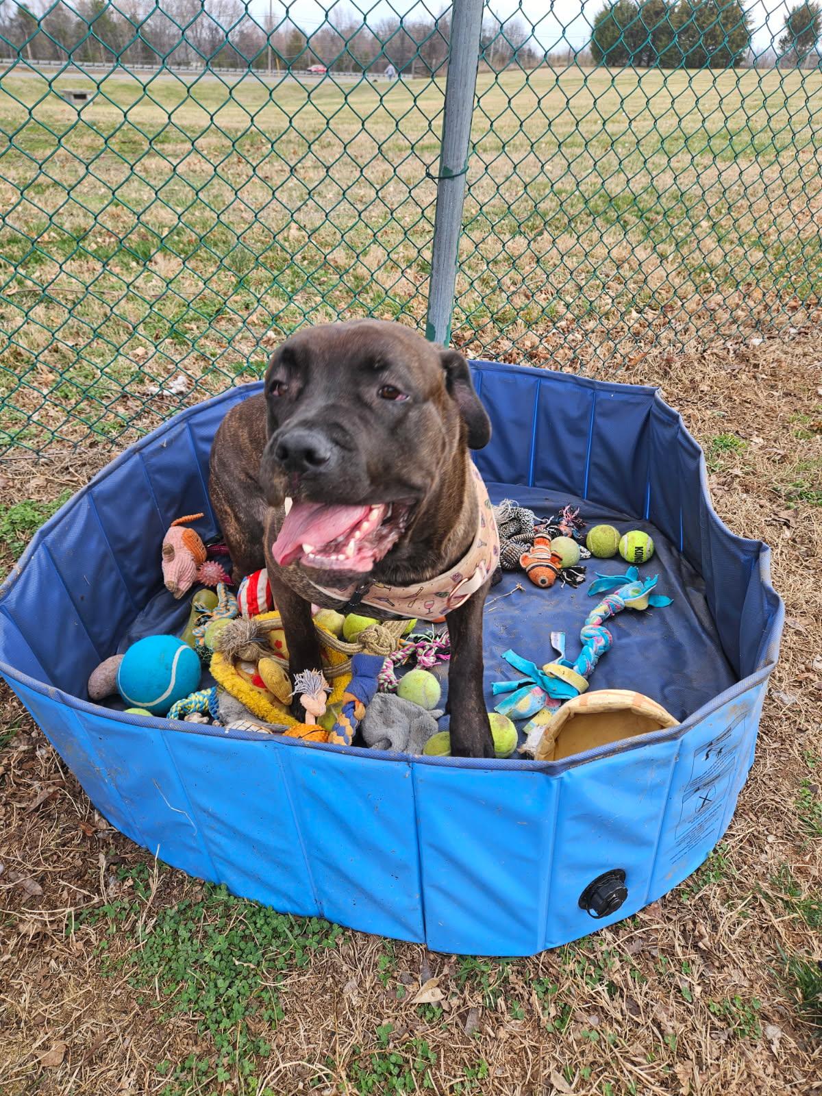 Enlarge Freya, a ADOPTABLE Mastiff in Culpeper, VA image 6/6