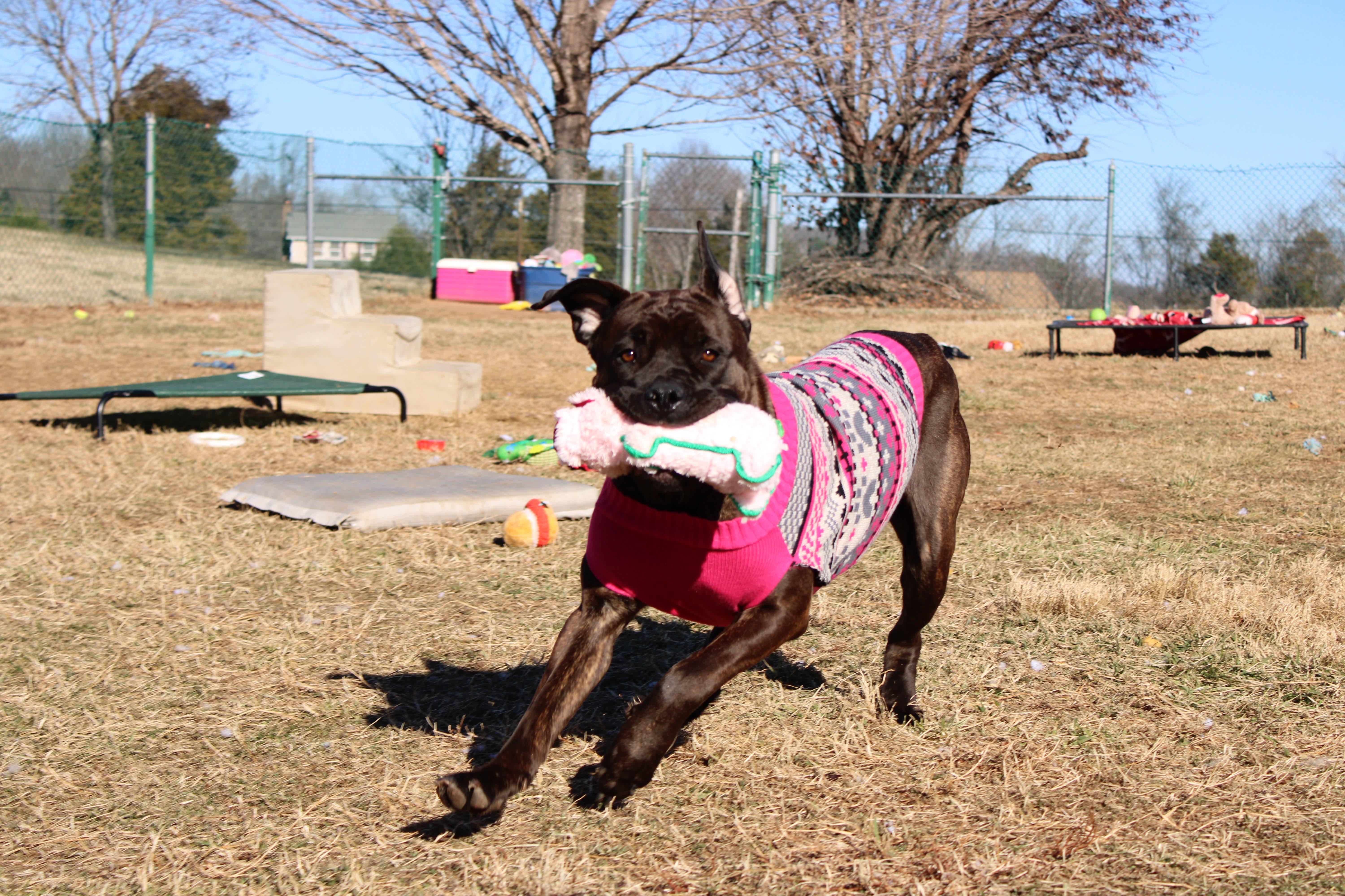 Freya, ADOPTABLE, Adult Female Mastiff.