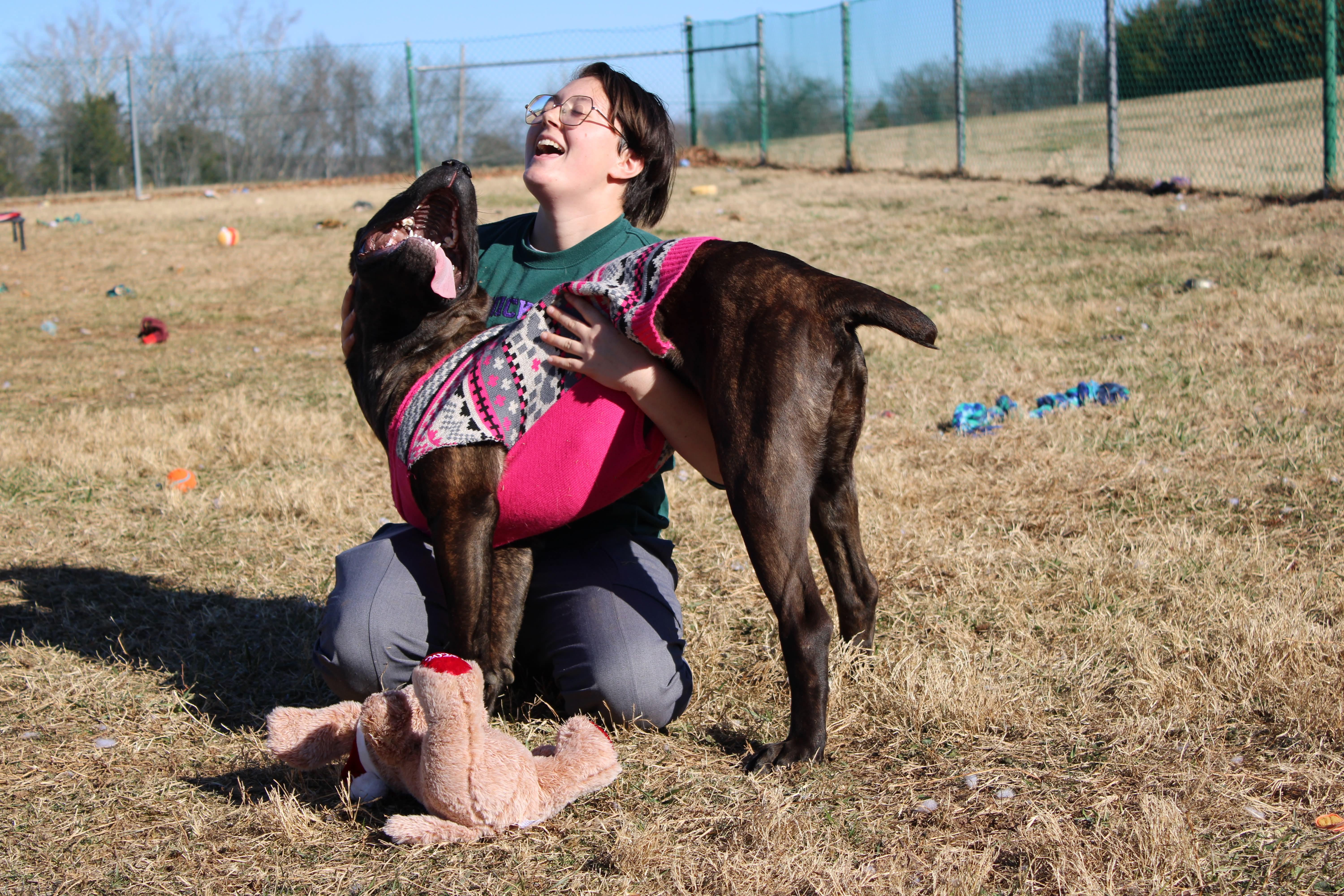 Enlarge Freya, a ADOPTABLE Mastiff in Culpeper, VA image 6/6