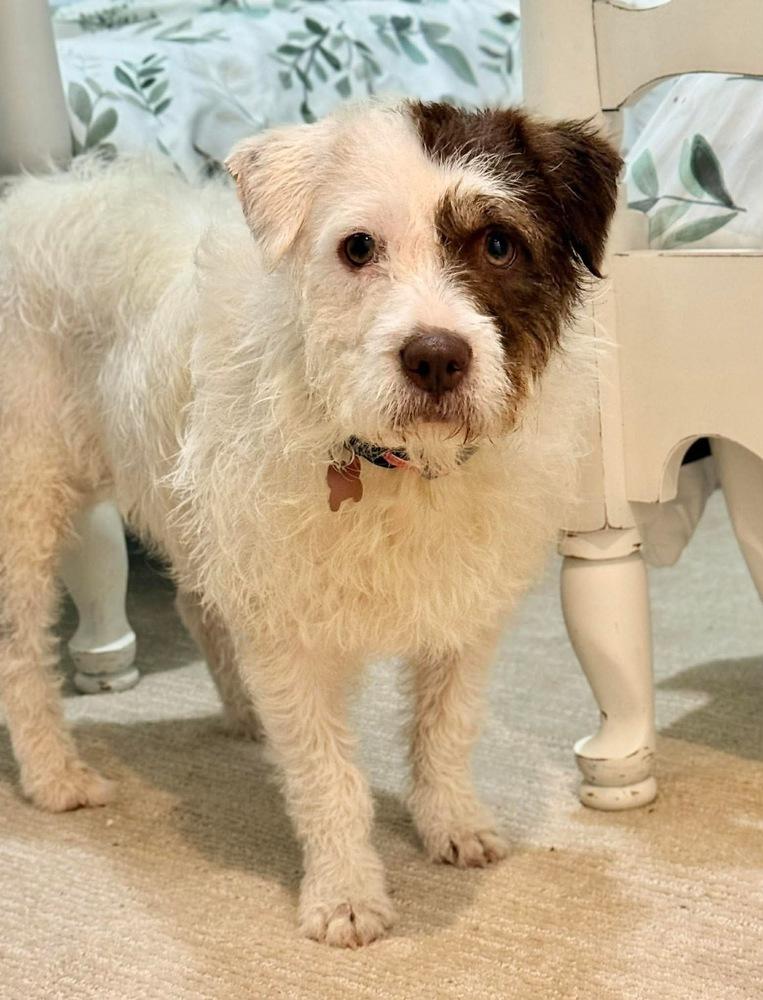 Joon, Adoptable, Adult Female Mixed Breed.