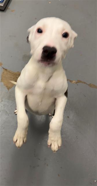 FROSTING, Adoptable, Puppy Female Pit Bull Terrier.