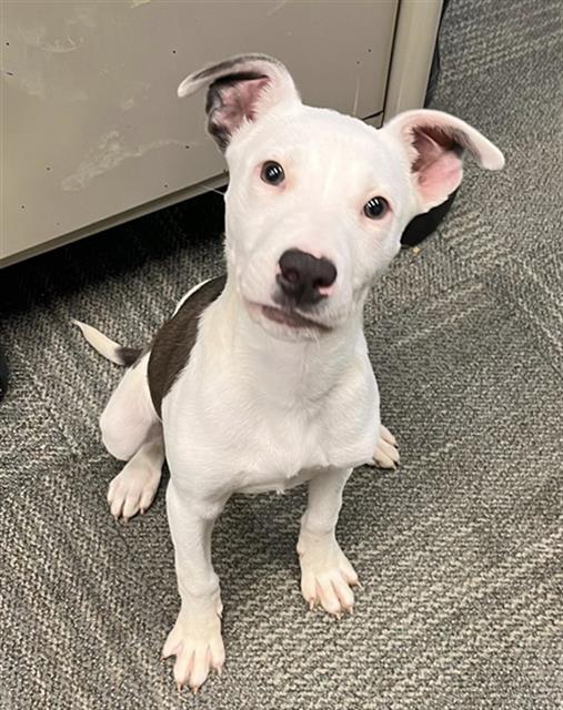 FROSTING, Adoptable, Puppy Female Pit Bull Terrier.