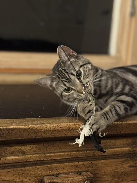 Enlarge Pizzelle, a Adoptable Domestic Short Hair in North Babylon, NY image 2/6