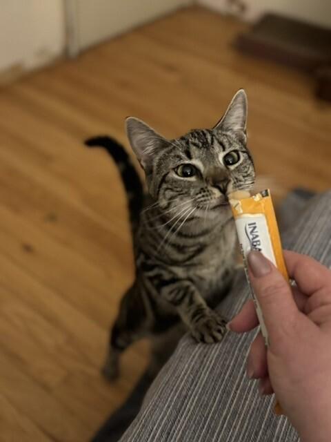 Enlarge Pizzelle, a Adoptable Domestic Short Hair in North Babylon, NY image 3/6