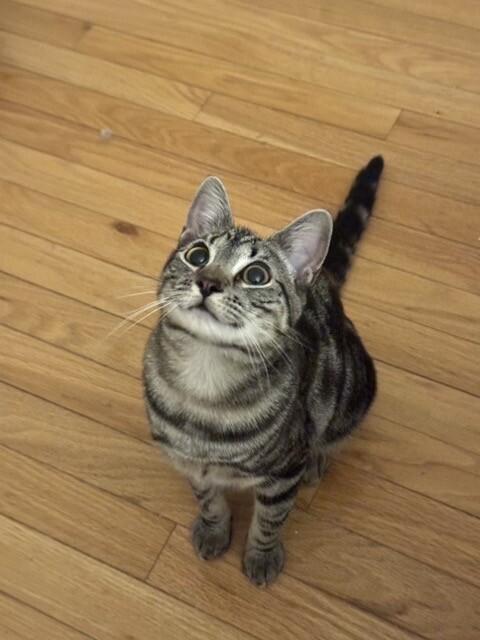 Enlarge Pizzelle, a Adoptable Domestic Short Hair in North Babylon, NY image 4/6