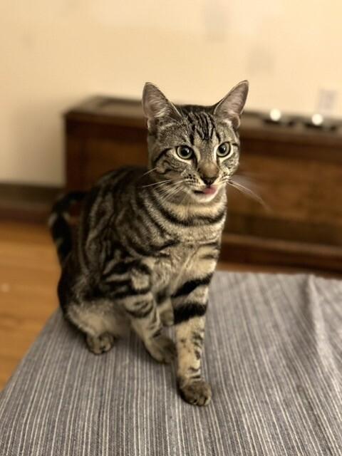 Enlarge Pizzelle, a Adoptable Domestic Short Hair in North Babylon, NY image 5/6