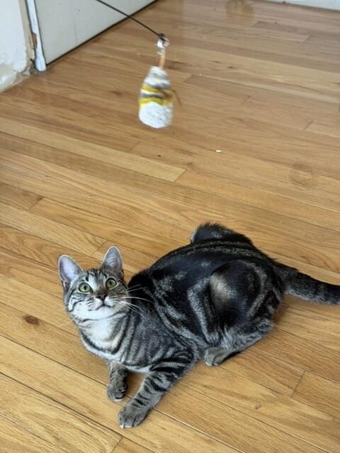 Enlarge Pizzelle, a Adoptable Domestic Short Hair in North Babylon, NY image 6/6