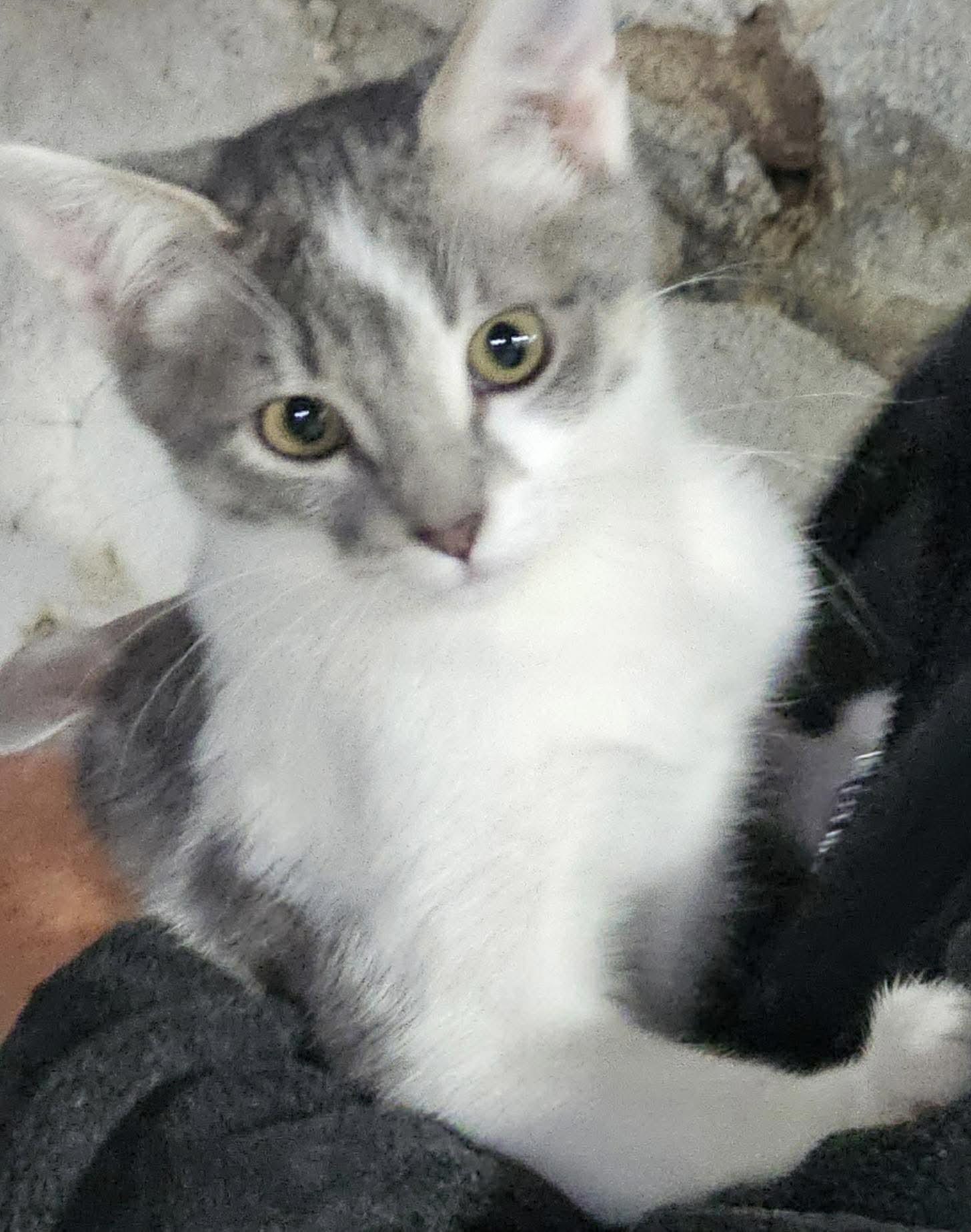 Enlarge Puff, a Adopted Domestic Short Hair in Dalzell, IL image 1/2