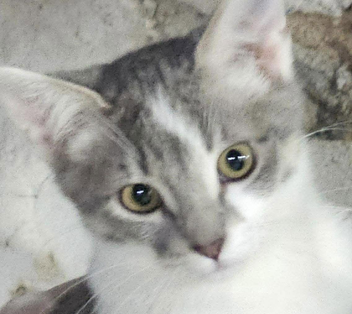 Enlarge Puff, a Adopted Domestic Short Hair in Dalzell, IL image 2/2