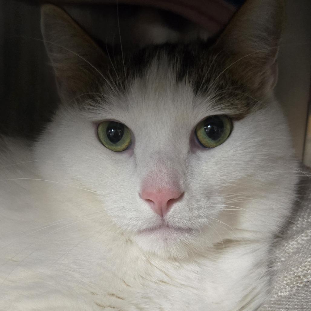 Arlo, Adoptable, Adult Male Domestic Short Hair.