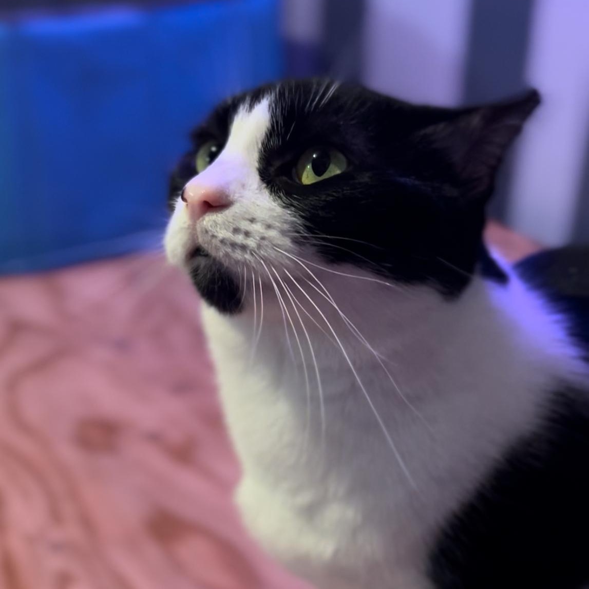 Zira, Adoptable, Adult Female Tuxedo.