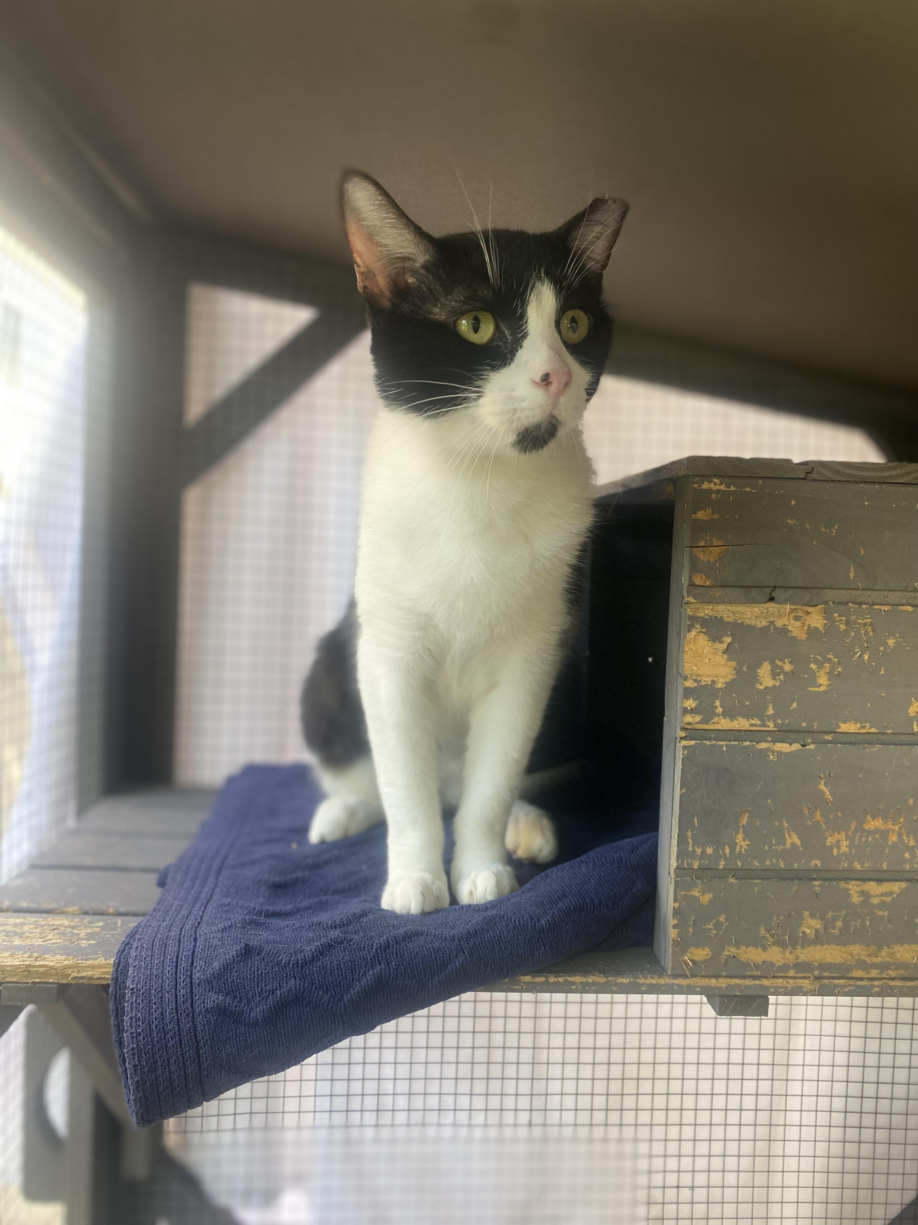 Zira, a Adoptable mixed breed in Monterey Park, CA image 2/2