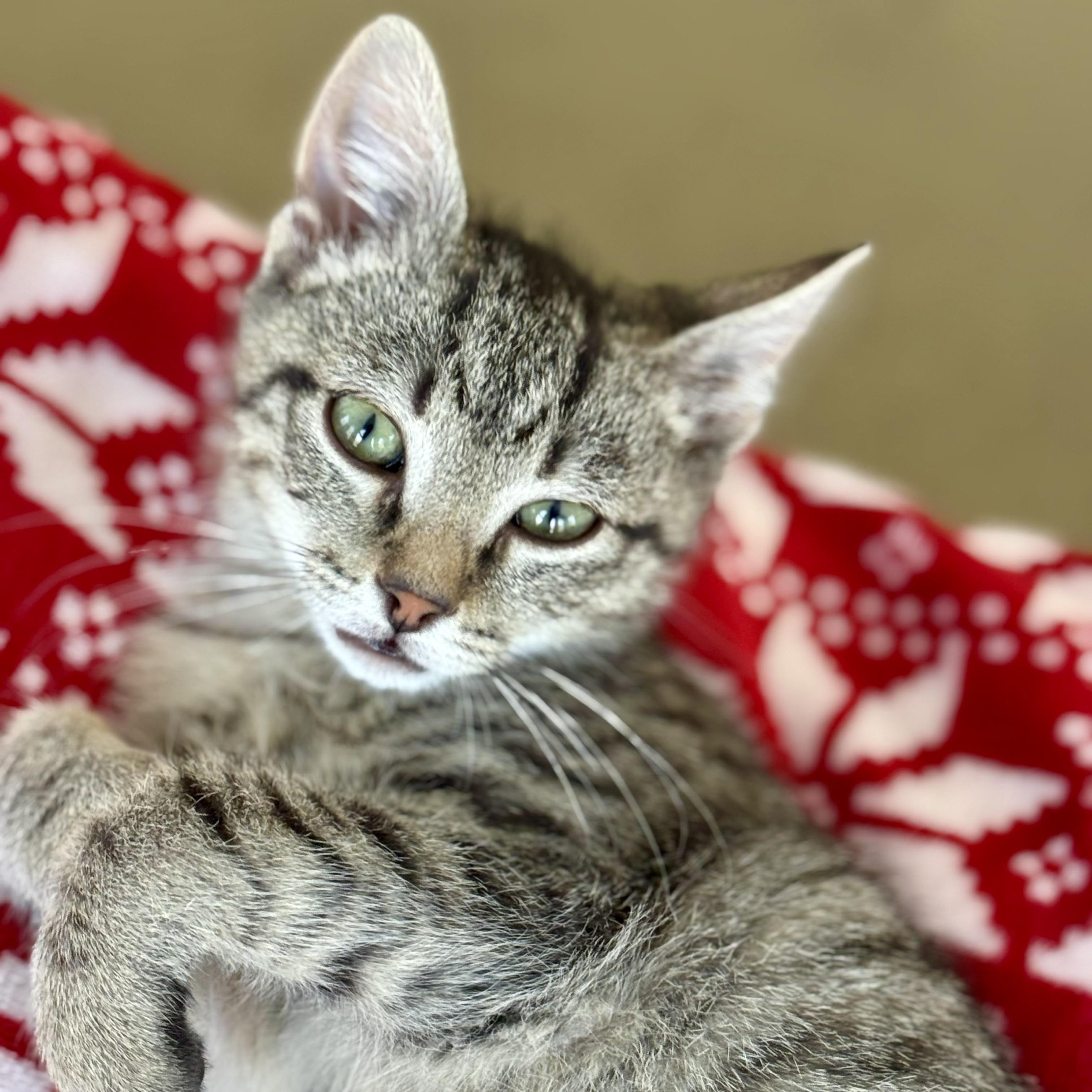 Enlarge Dustin, an adopted Domestic Short Hair in Richmond, VA image 2/3