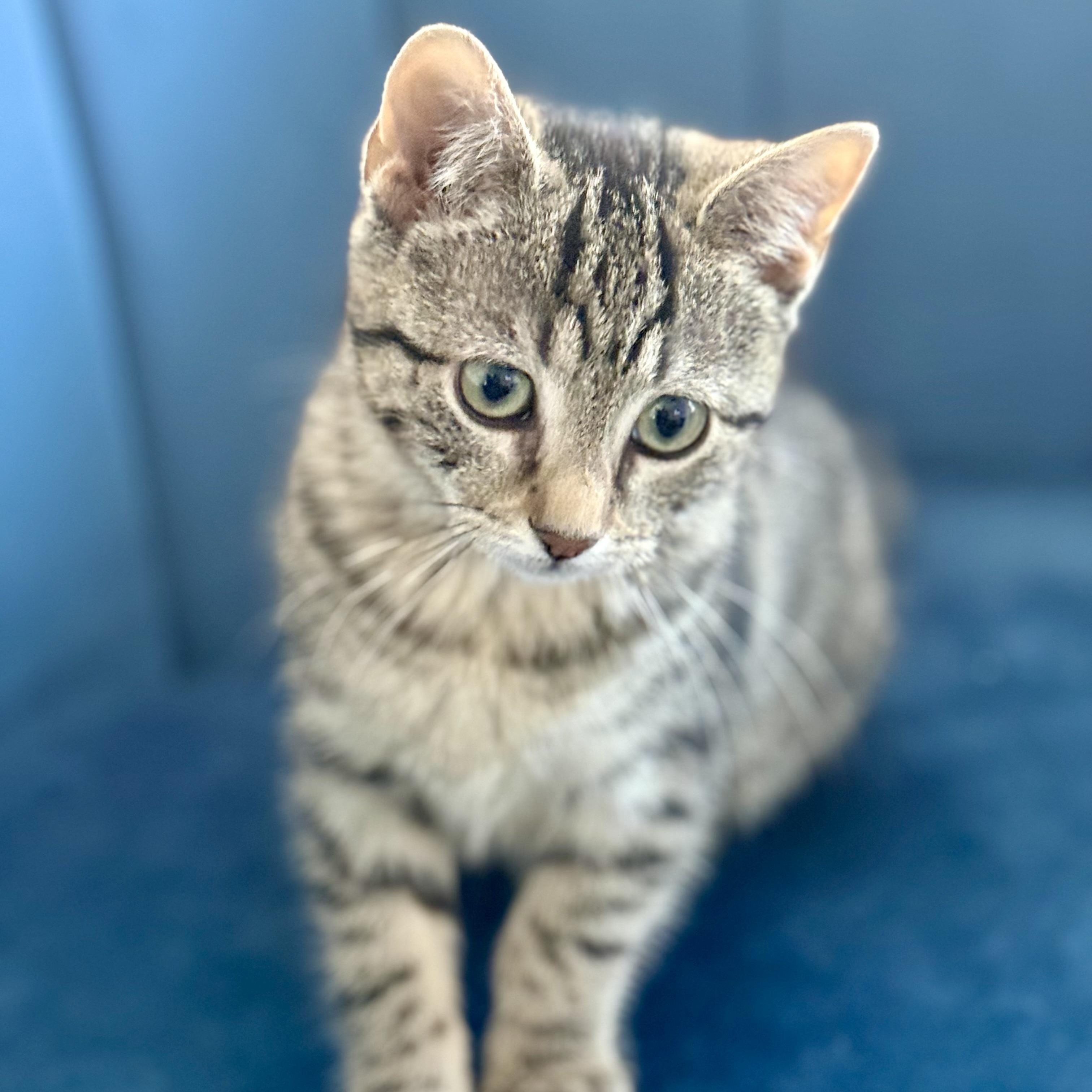 Dustin, adopted, Kitten Male Domestic Short Hair.