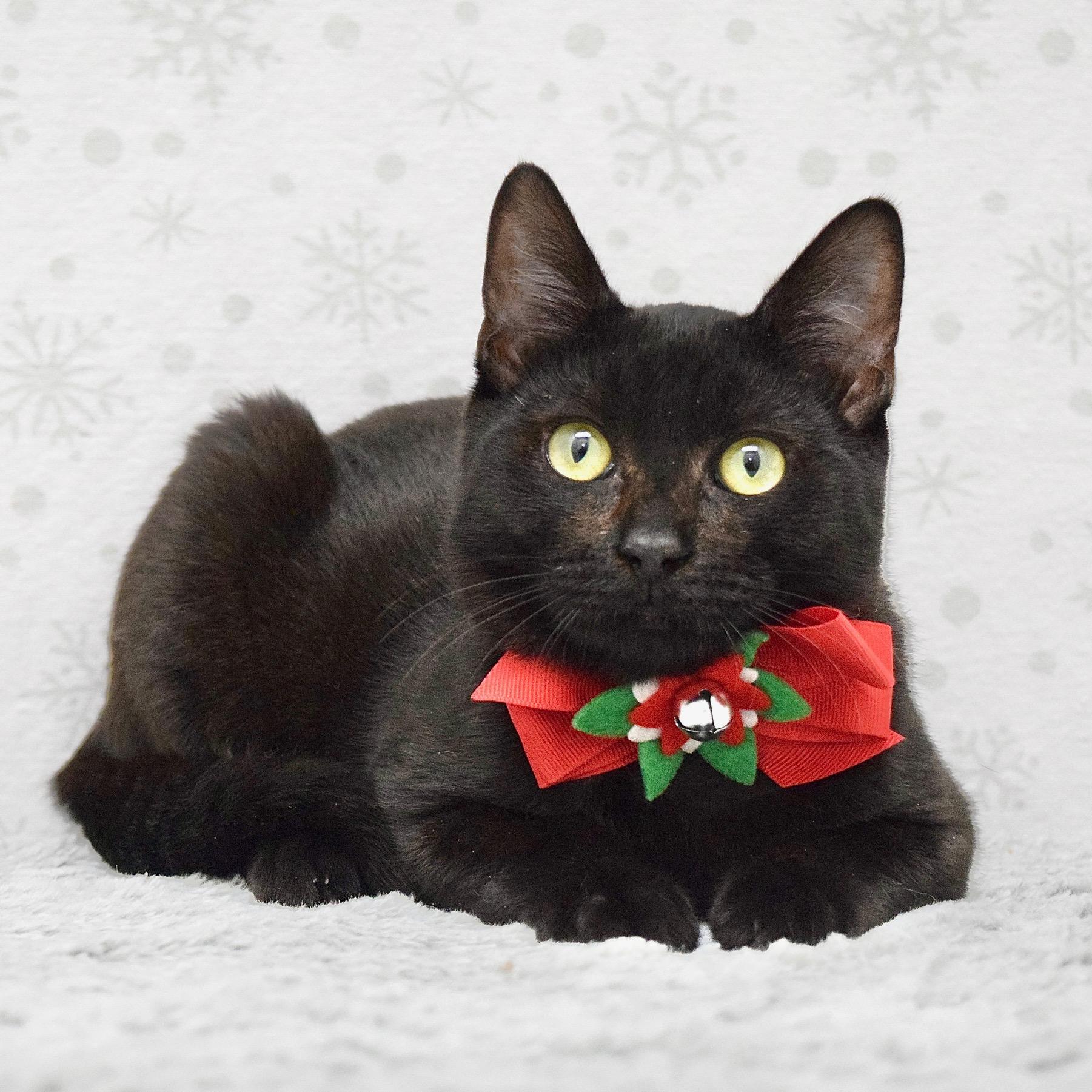 Tabitha, Adoptable, Kitten Female Domestic Short Hair.