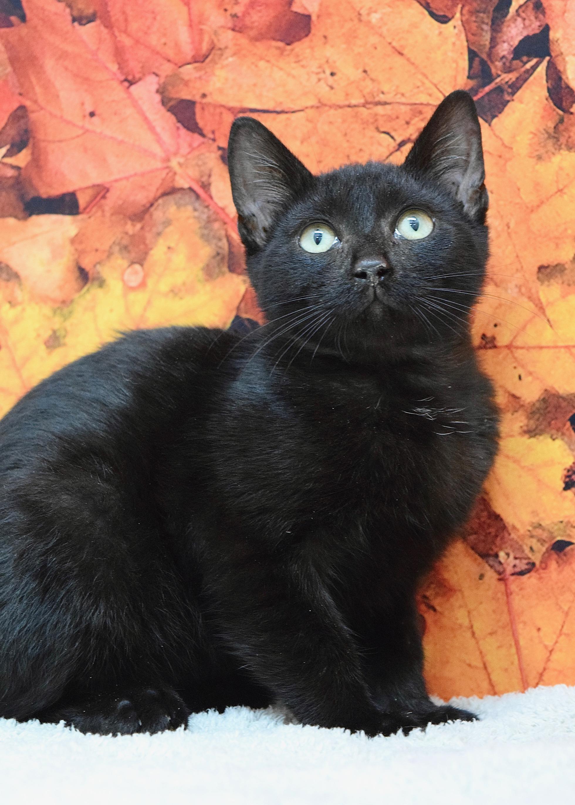 Enlarge Tabitha, a Adoptable Domestic Short Hair in Dublin, CA image 1/1