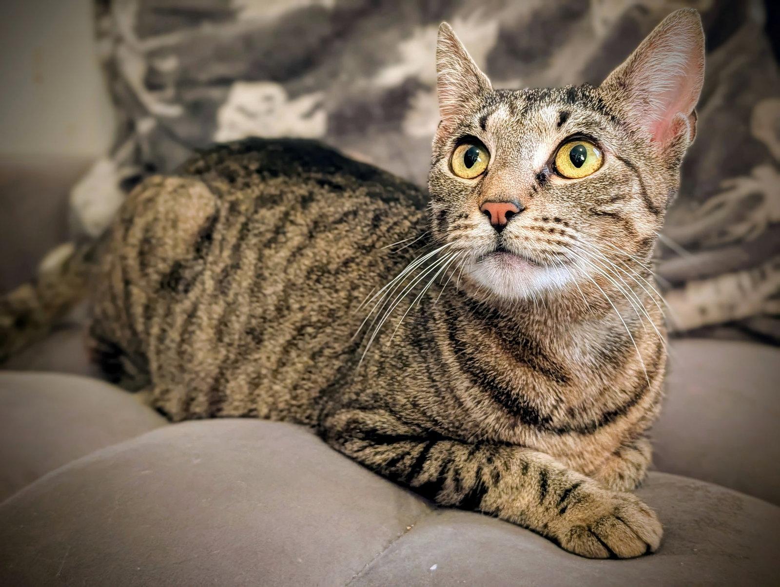 Miss Kitty, a Adoptable Domestic Short Hair in Rochester, NY image 1/3