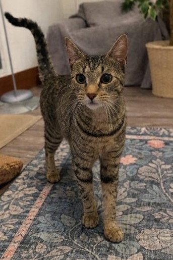 Enlarge Miss Kitty, a Adoptable Domestic Short Hair in Rochester, NY image 1/2