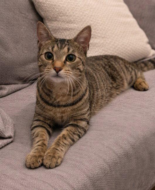 Enlarge Miss Kitty, a Adoptable Domestic Short Hair in Rochester, NY image 2/2