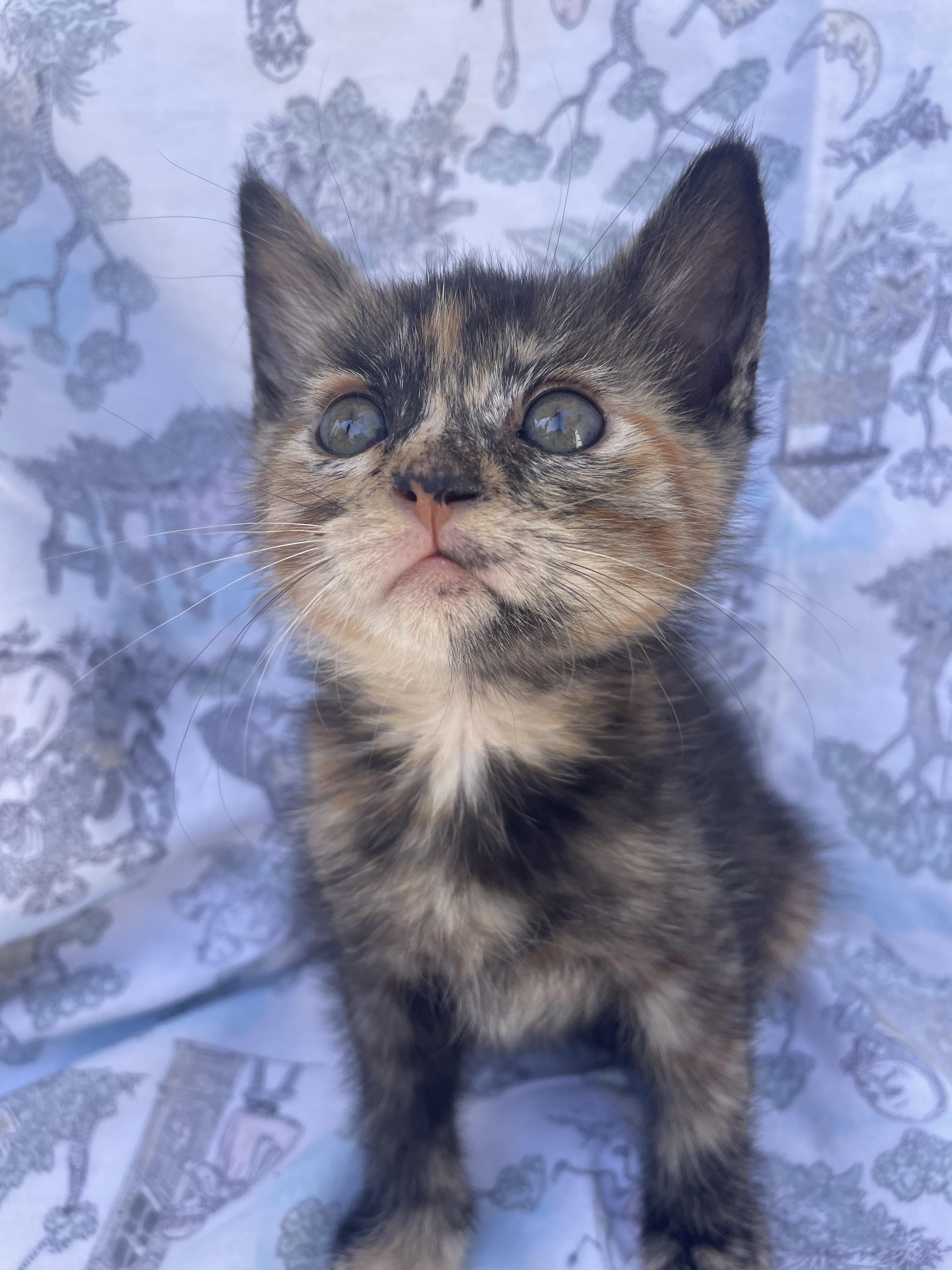 Enlarge Pecan, a Adoptable Domestic Short Hair in Long Beach, CA image 1/6