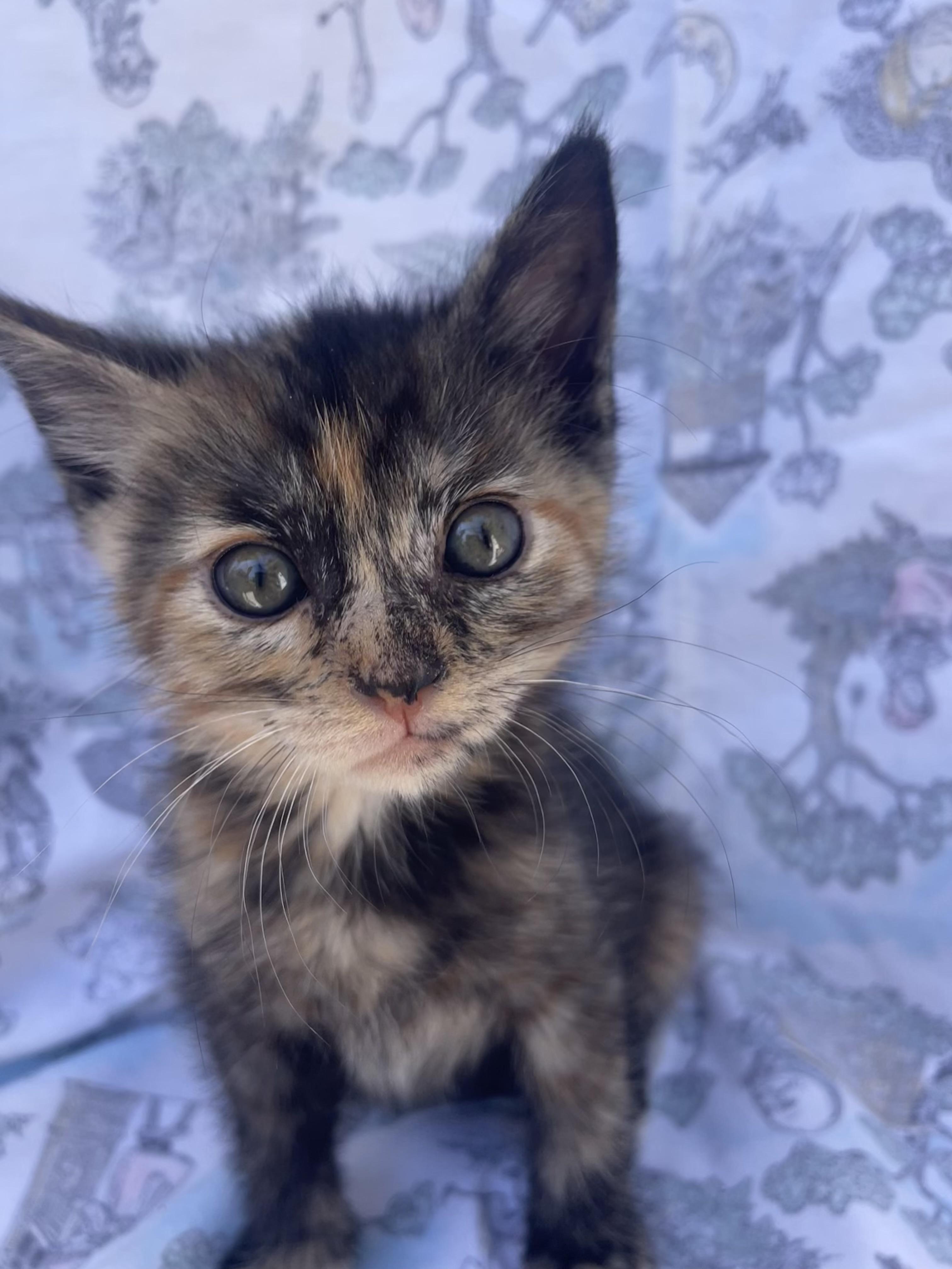 Enlarge Pecan, a Adoptable Domestic Short Hair in Long Beach, CA image 4/6