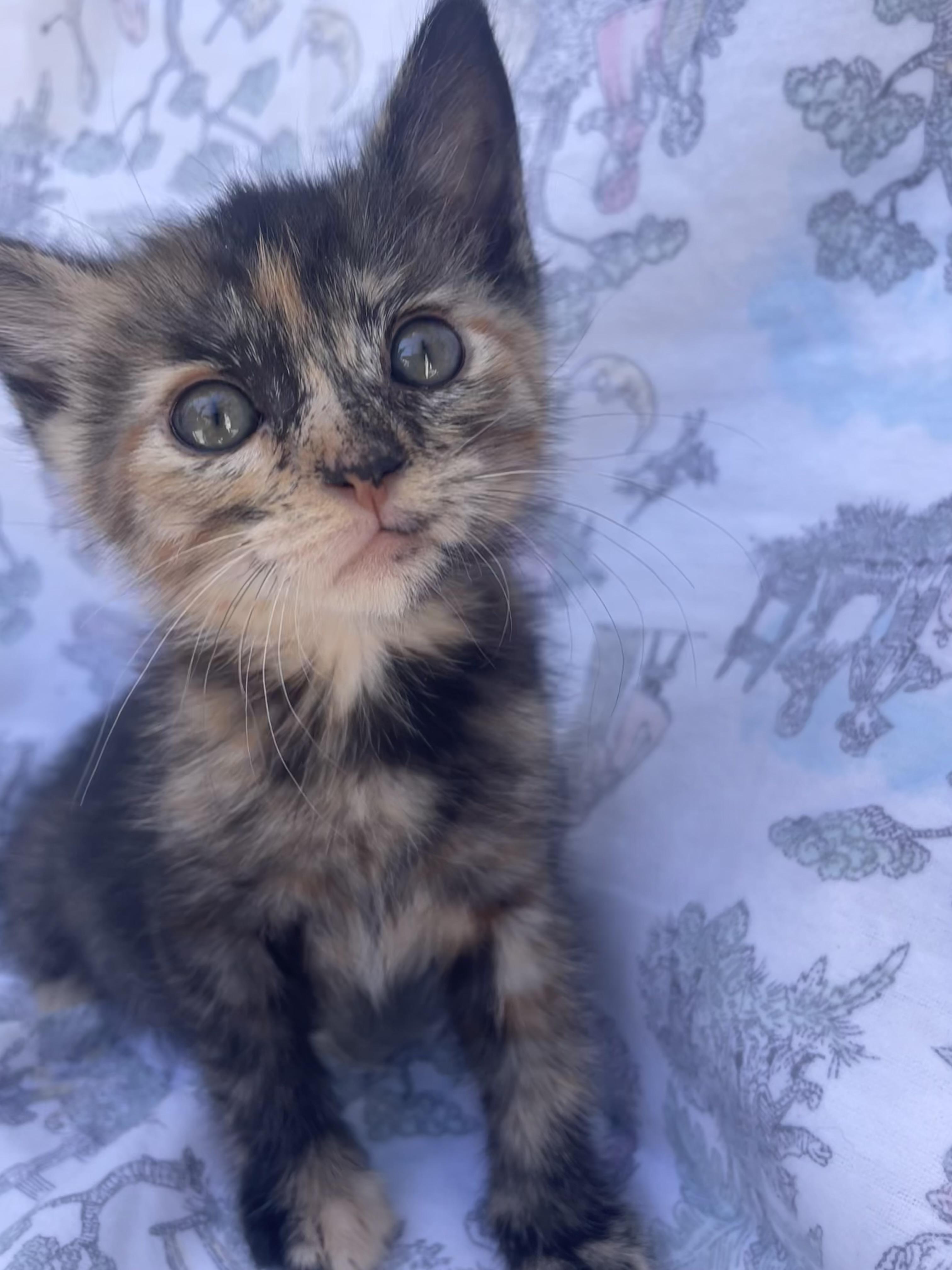 Enlarge Pecan, a Adoptable Domestic Short Hair in Long Beach, CA image 5/6