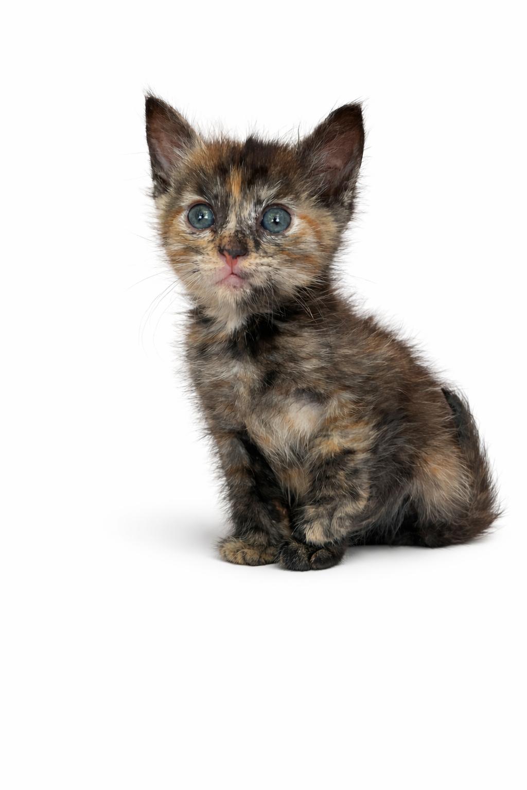 Enlarge Pecan, a Adoptable Domestic Short Hair in Long Beach, CA image 6/6