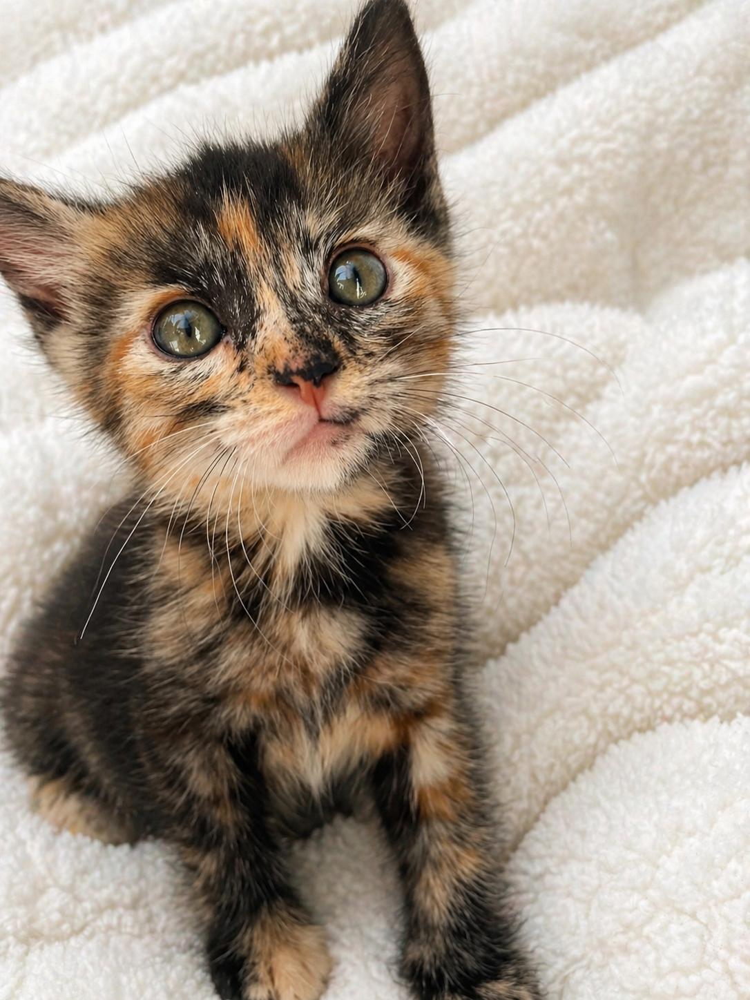 Enlarge Pecan, a Adoptable Domestic Short Hair in Long Beach, CA image 2/6