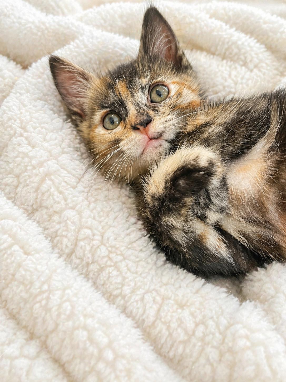 Pecan, Adoptable, Kitten Female Domestic Short Hair.