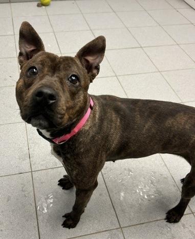 Ember , adopted, Young Female Pit Bull Terrier.