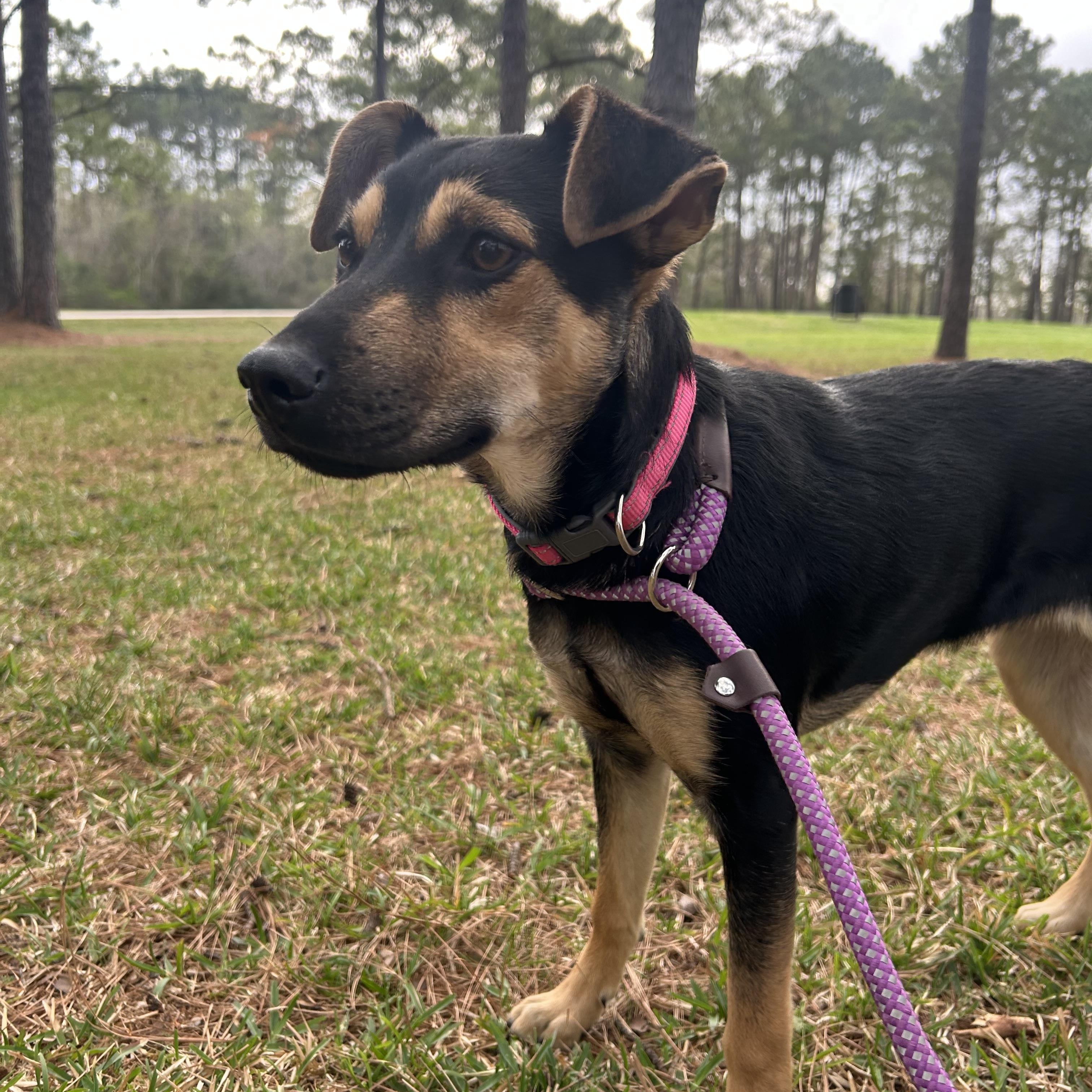 Enlarge Mila, a ADOPTABLE mixed breed in Brattleboro, VT image 6/6