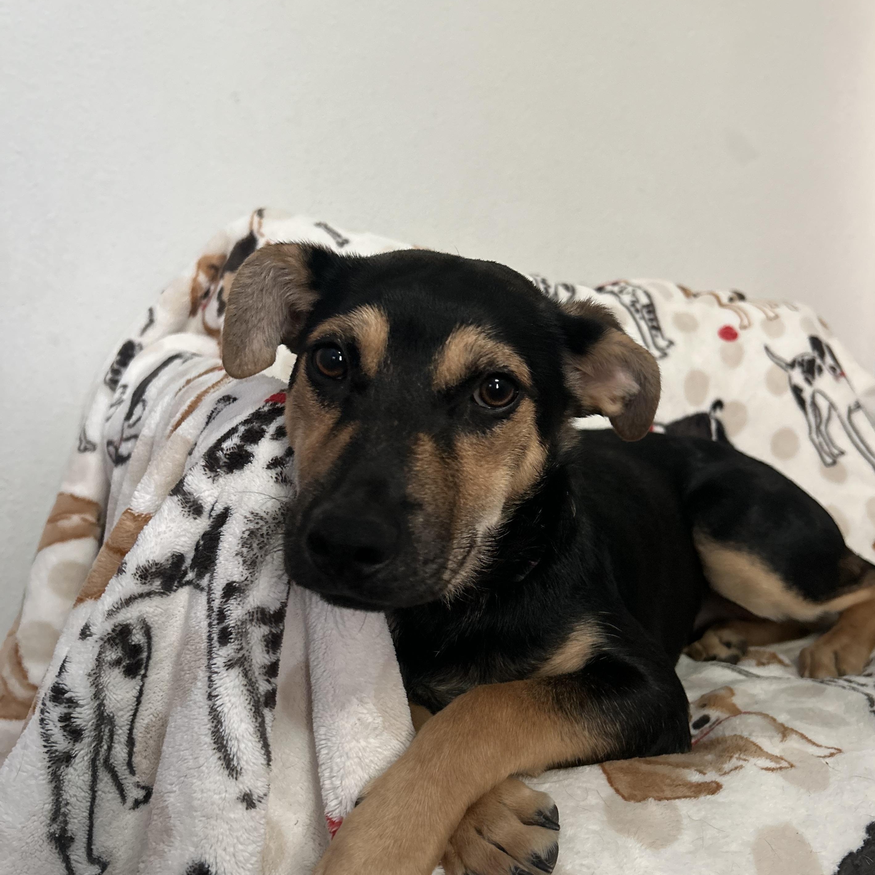 Enlarge Mila, a ADOPTABLE mixed breed in Brattleboro, VT image 4/6