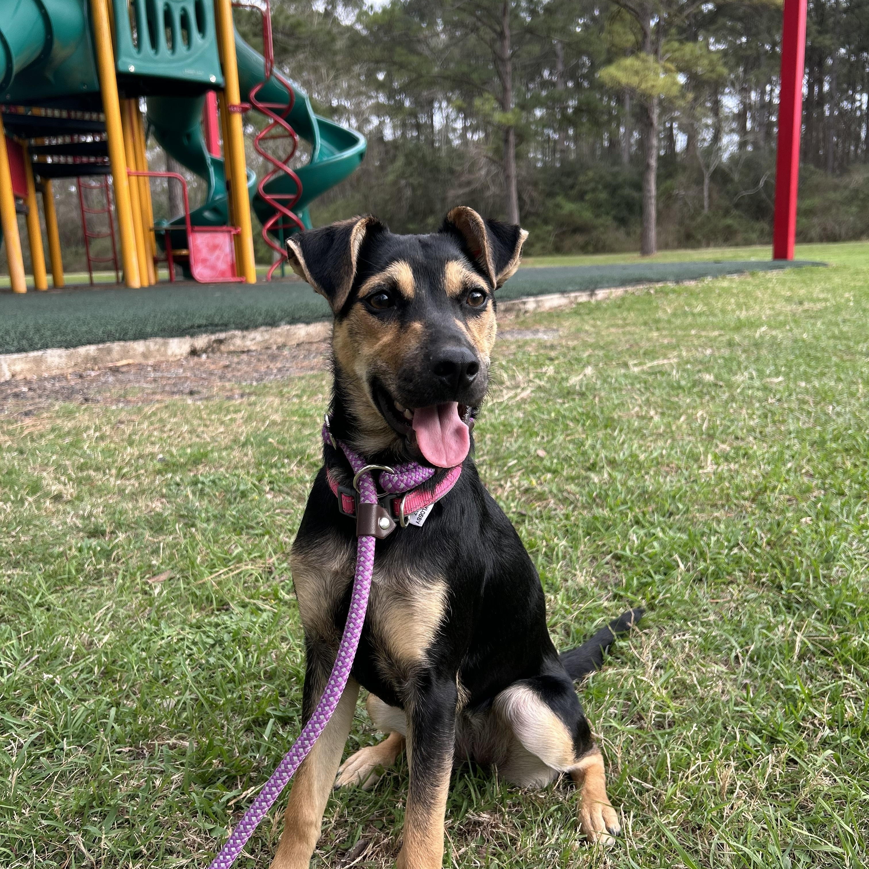 Mila, ADOPTABLE, Puppy Female Terrier & German Shepherd Dog.