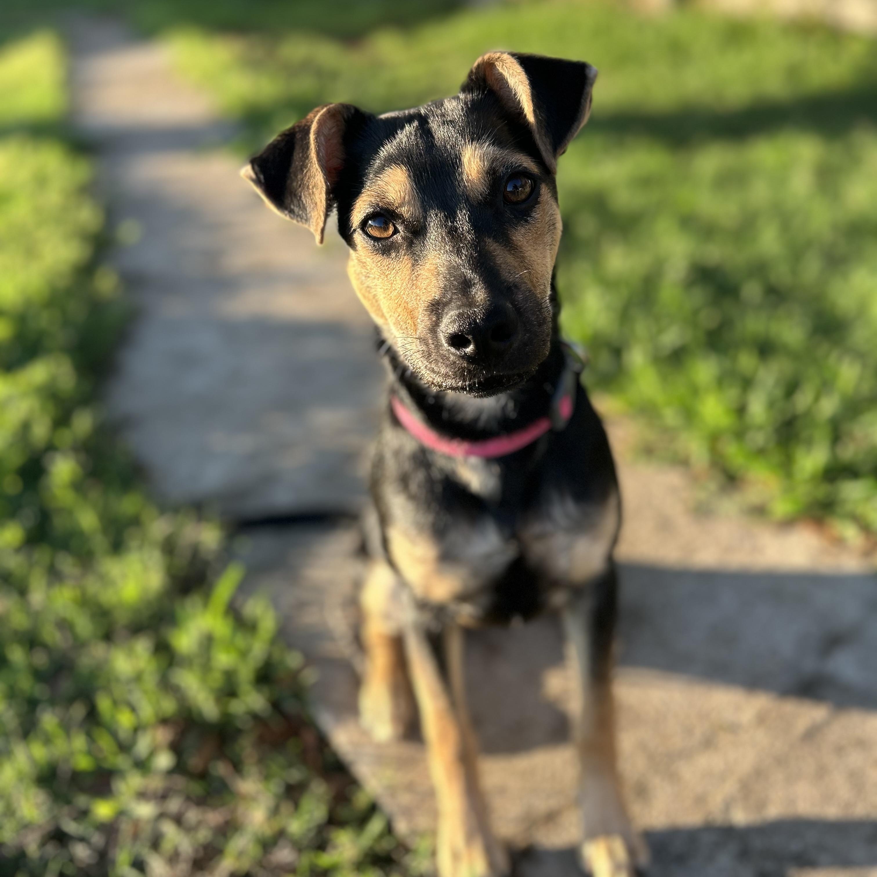 Enlarge Mila, a ADOPTABLE mixed breed in Brattleboro, VT image 5/6