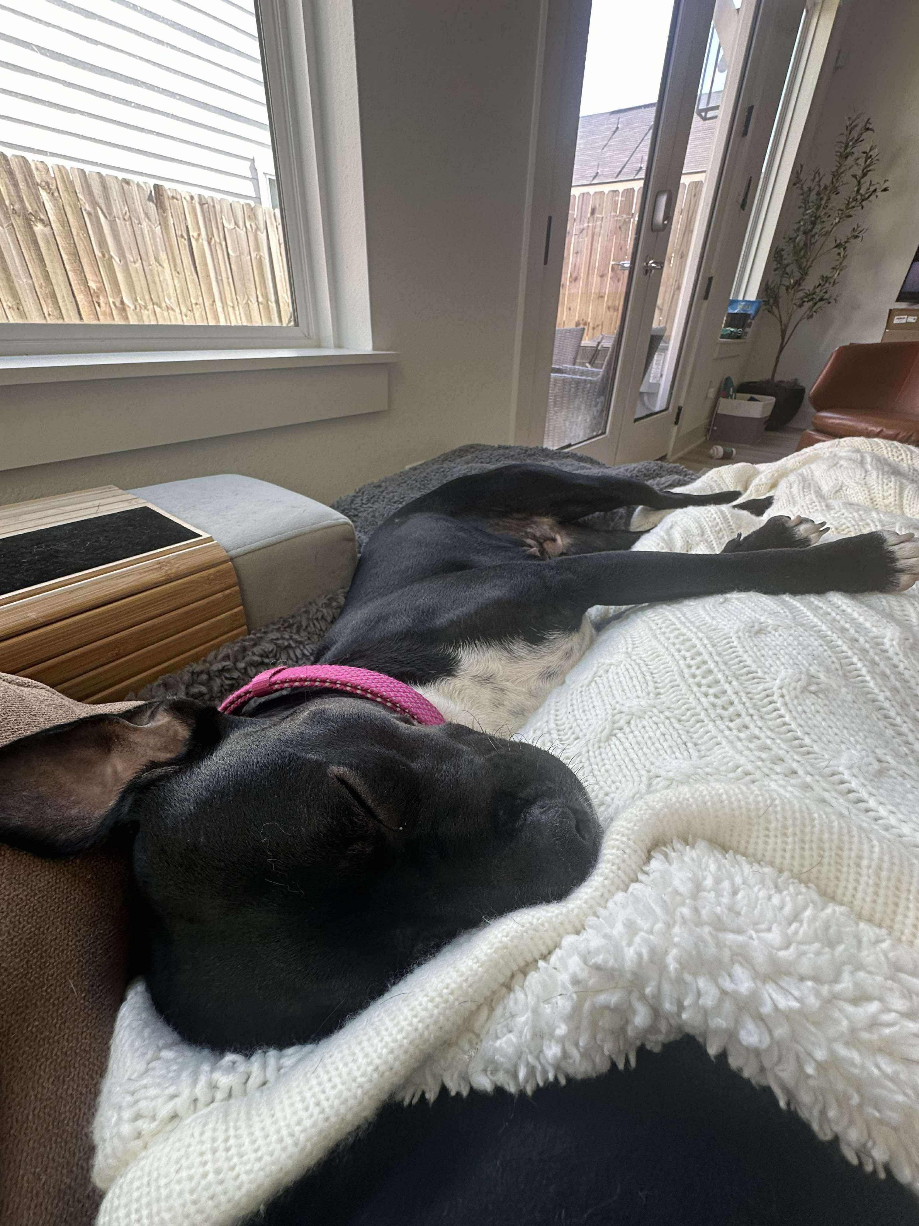 Enlarge Rosie, an adopted mixed breed in Bend, OR image 4/6