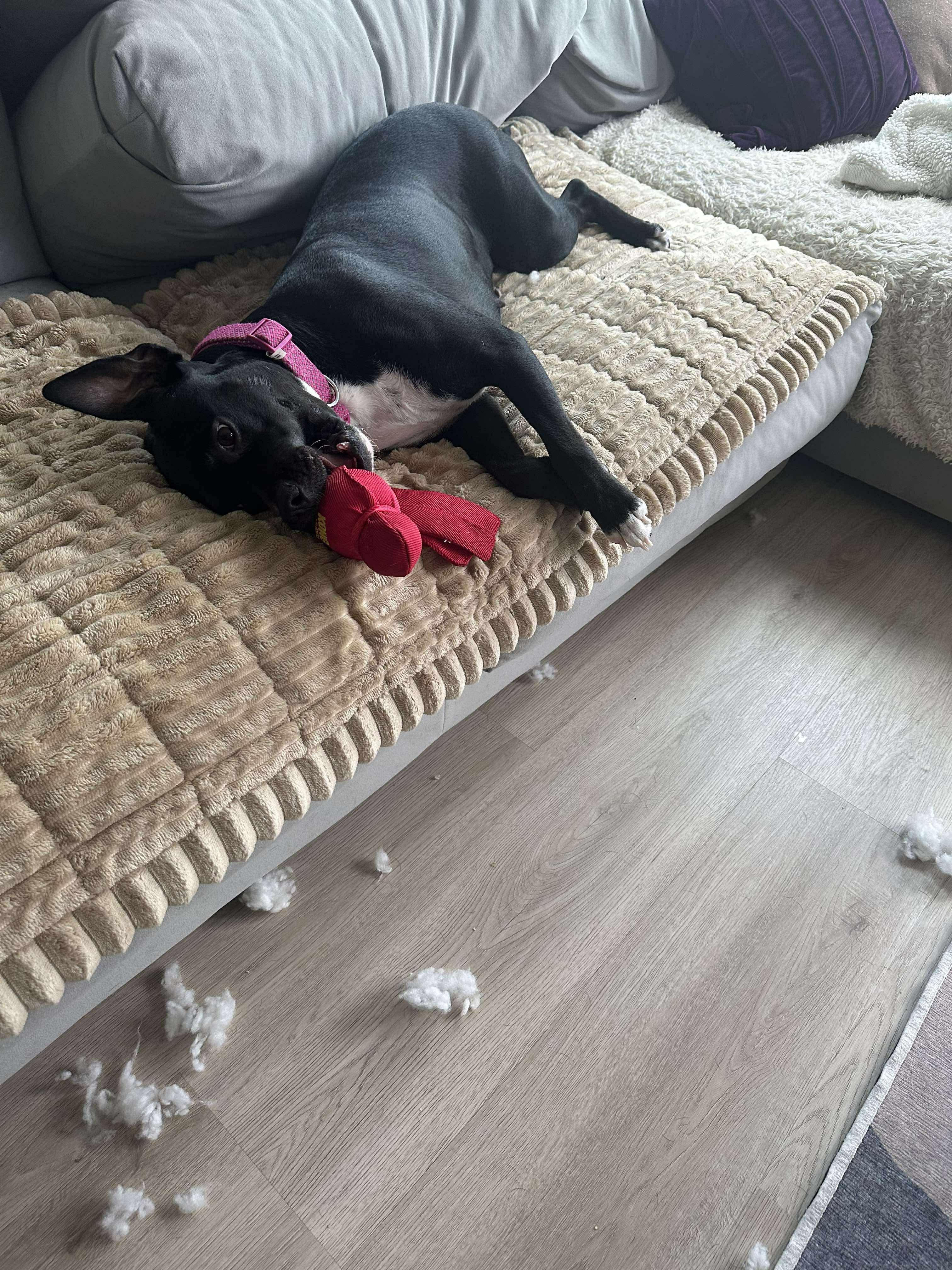 Enlarge Rosie, an adopted mixed breed in Bend, OR image 5/6