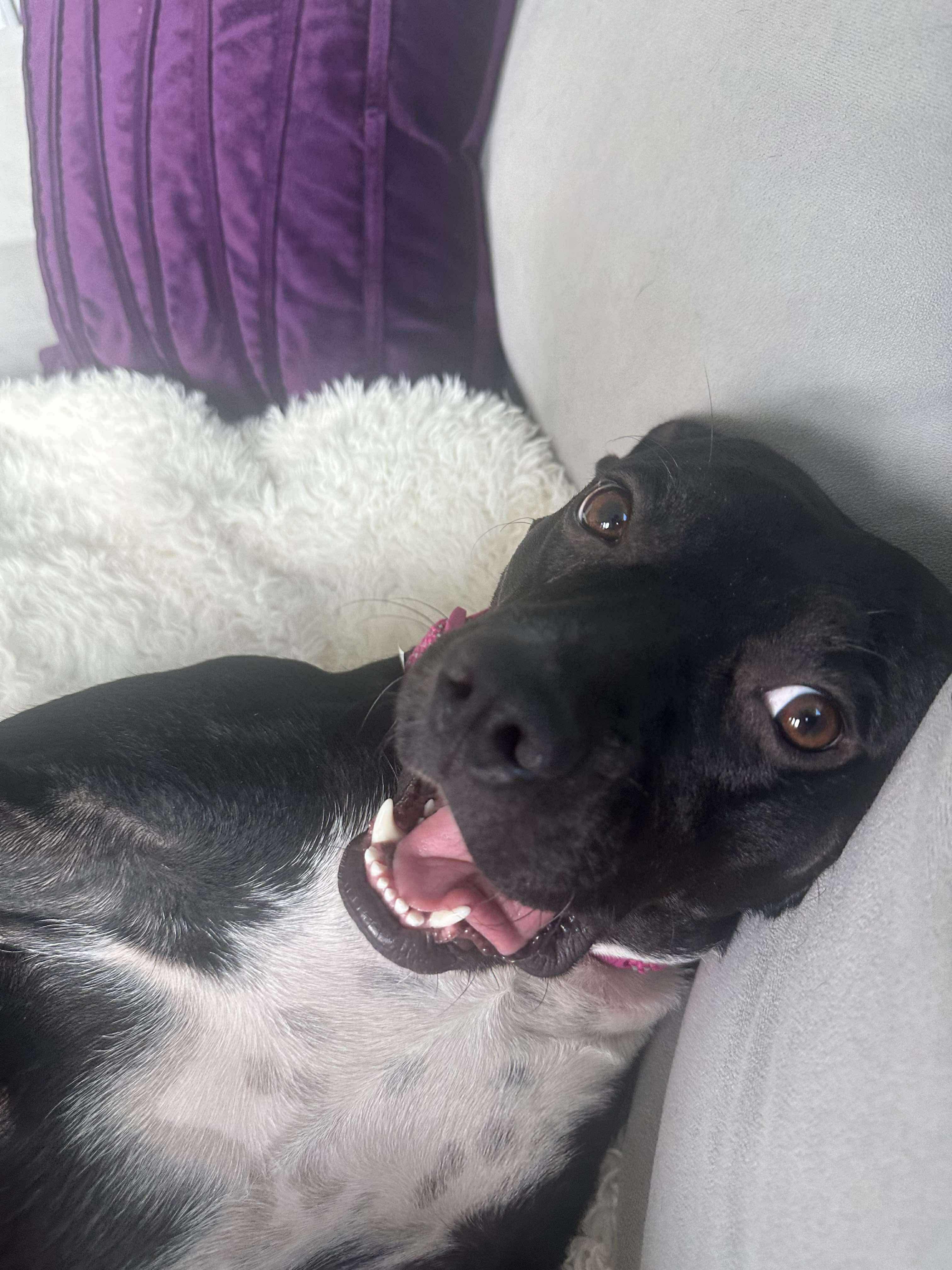 Enlarge Rosie, an adopted mixed breed in Bend, OR image 3/6