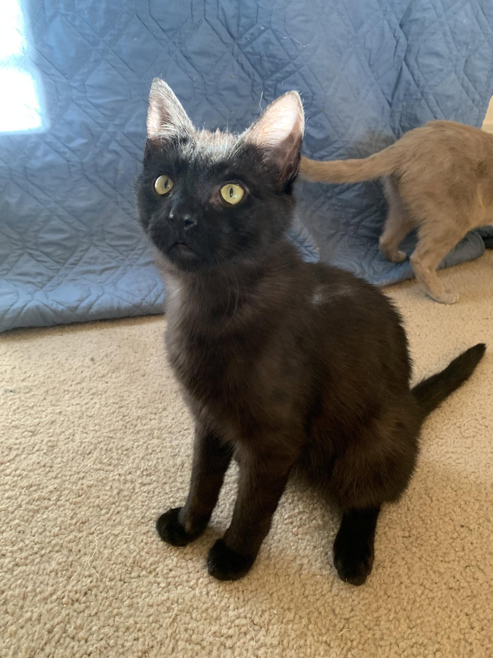 Obsidian, Adopted, Young Male Domestic Short Hair.